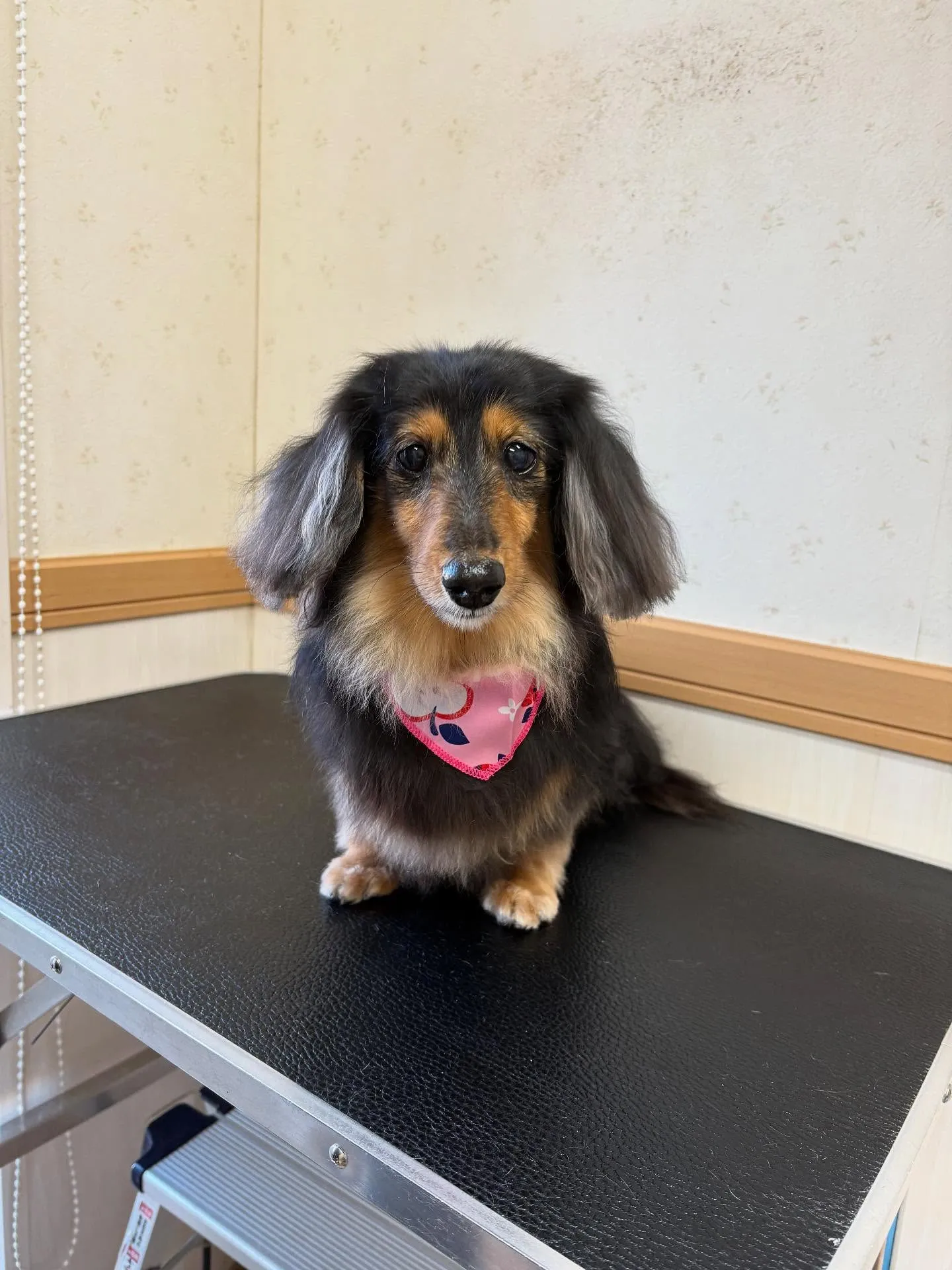 犬のトリミング✂️