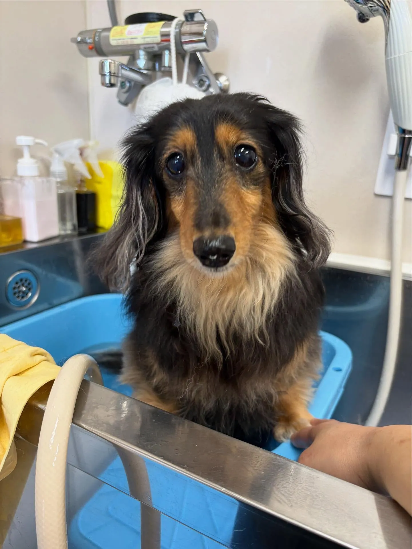 犬のトリミング✂️