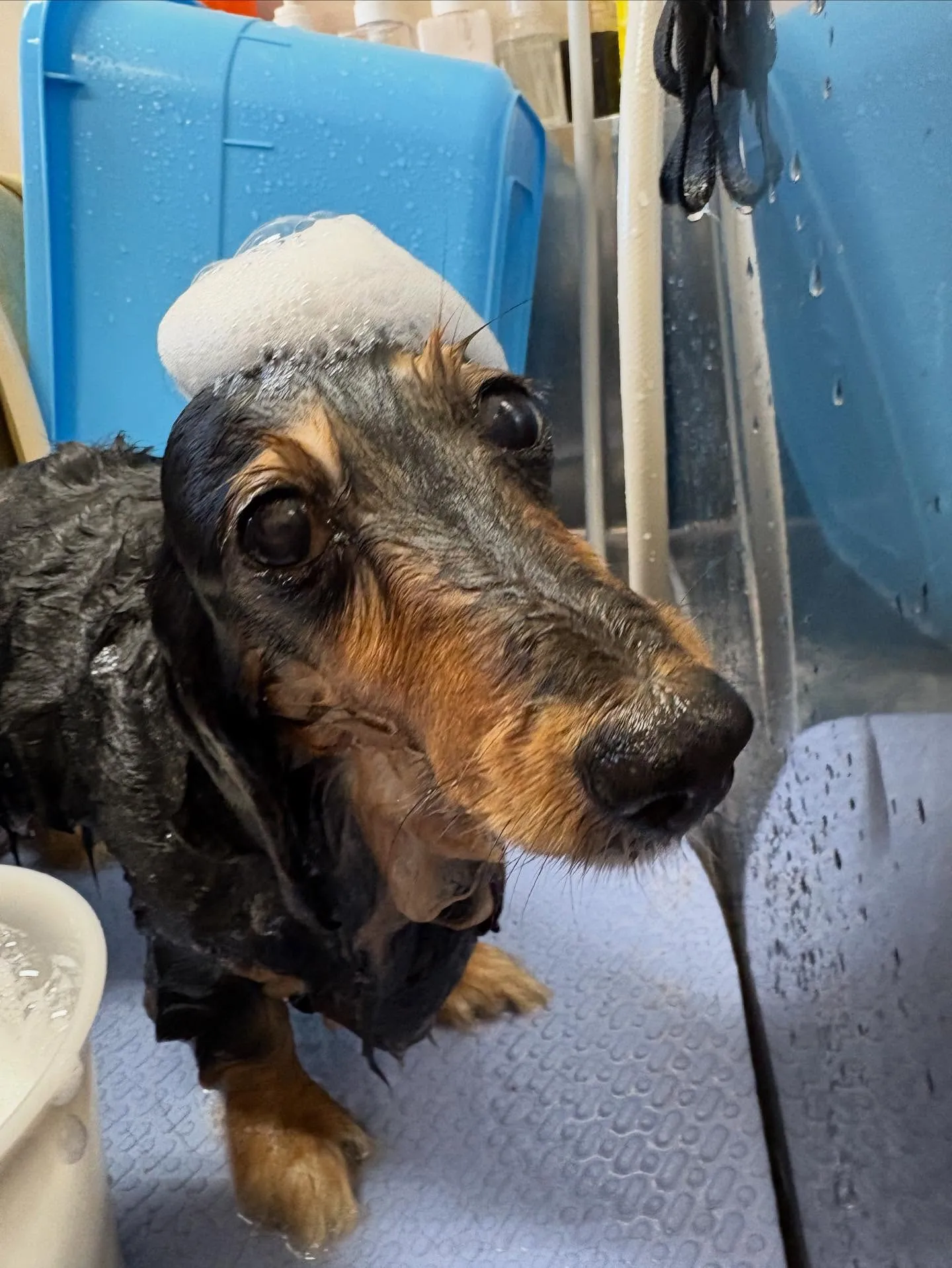 犬のトリミング✂️