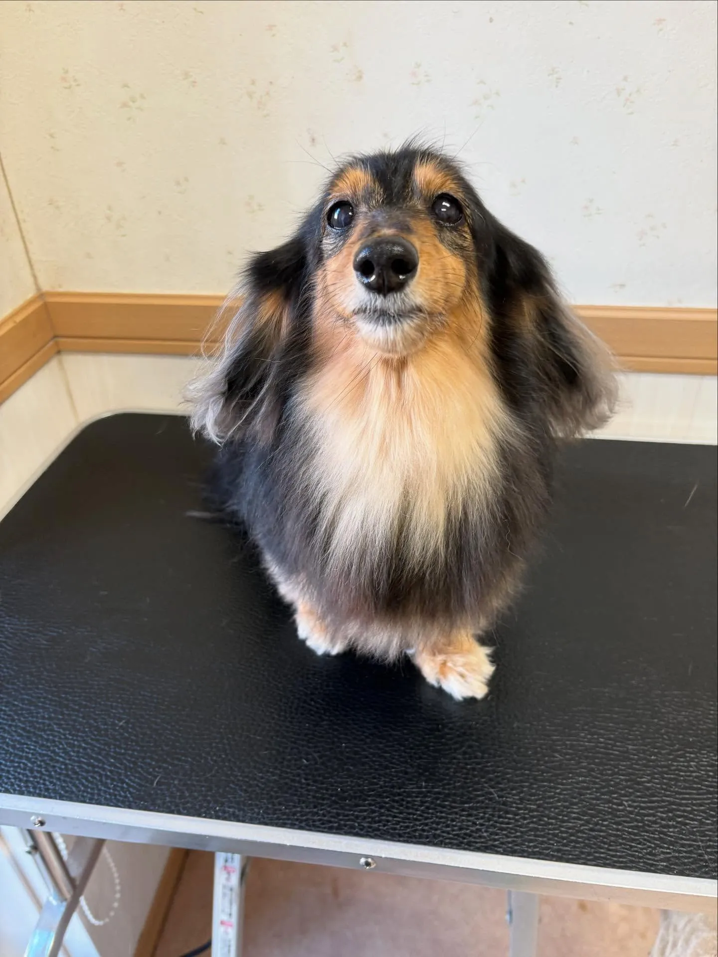 犬のトリミング✂️