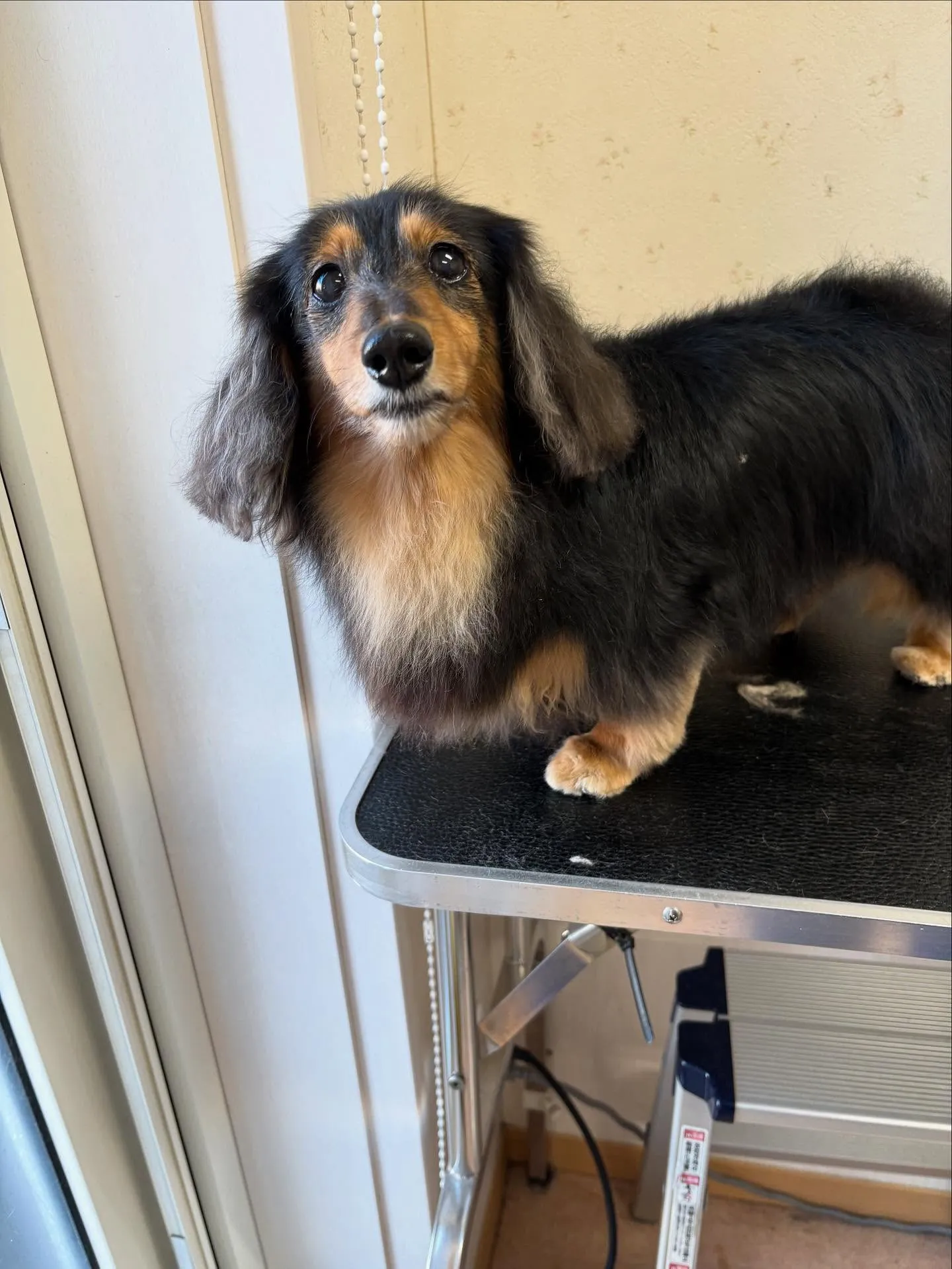 犬のトリミング✂️