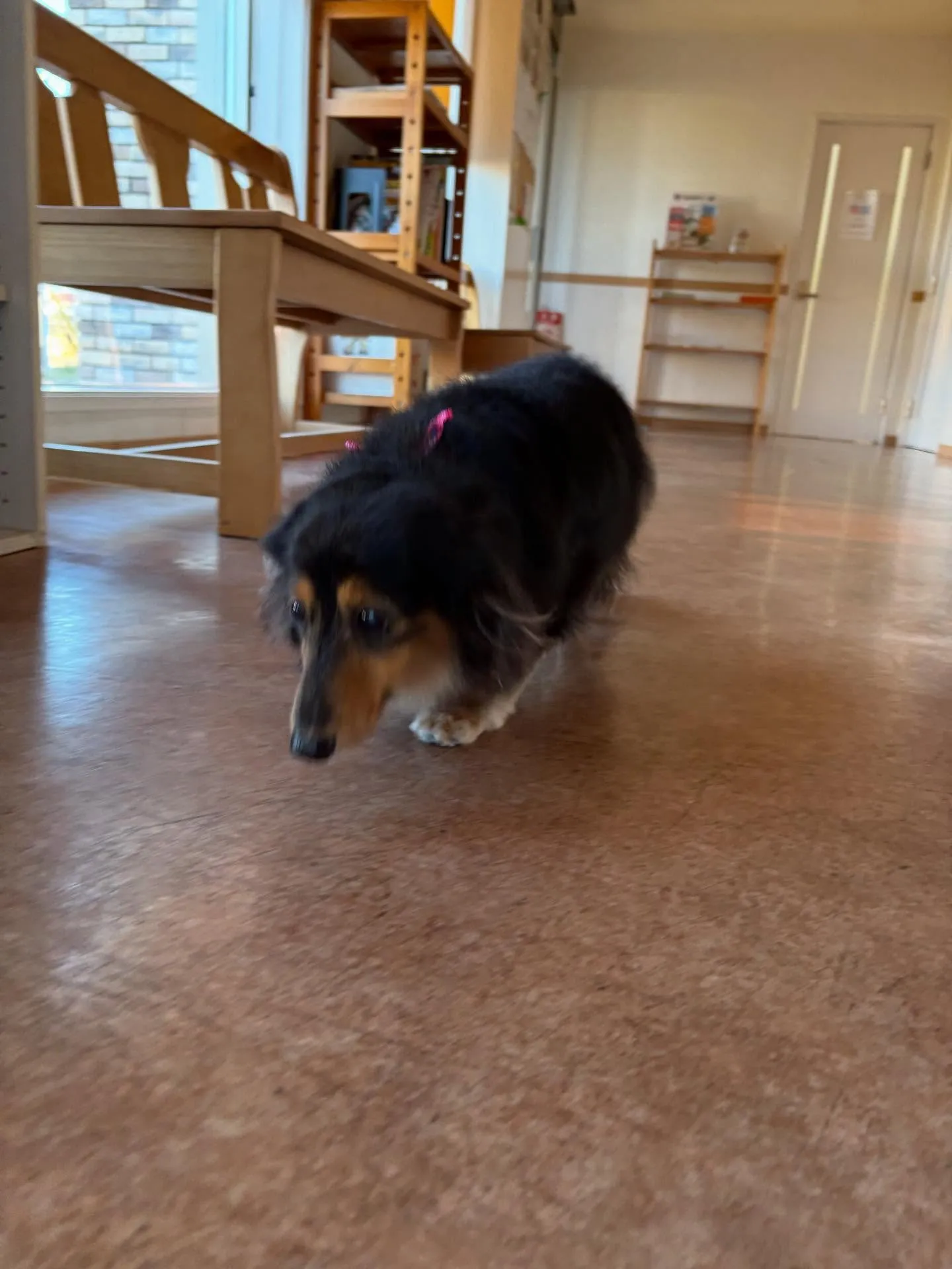 犬のトリミング✂️