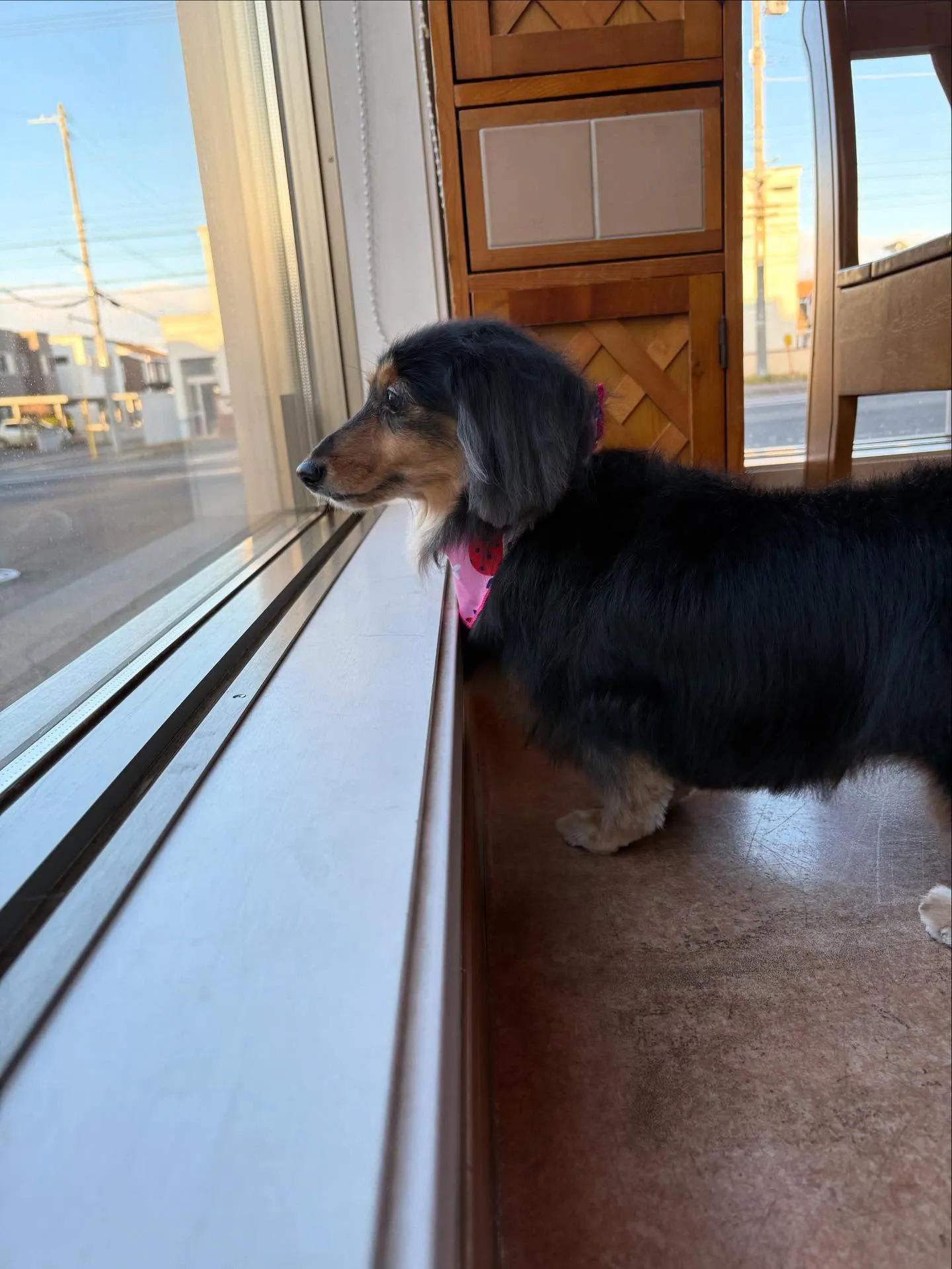 犬のトリミング✂️