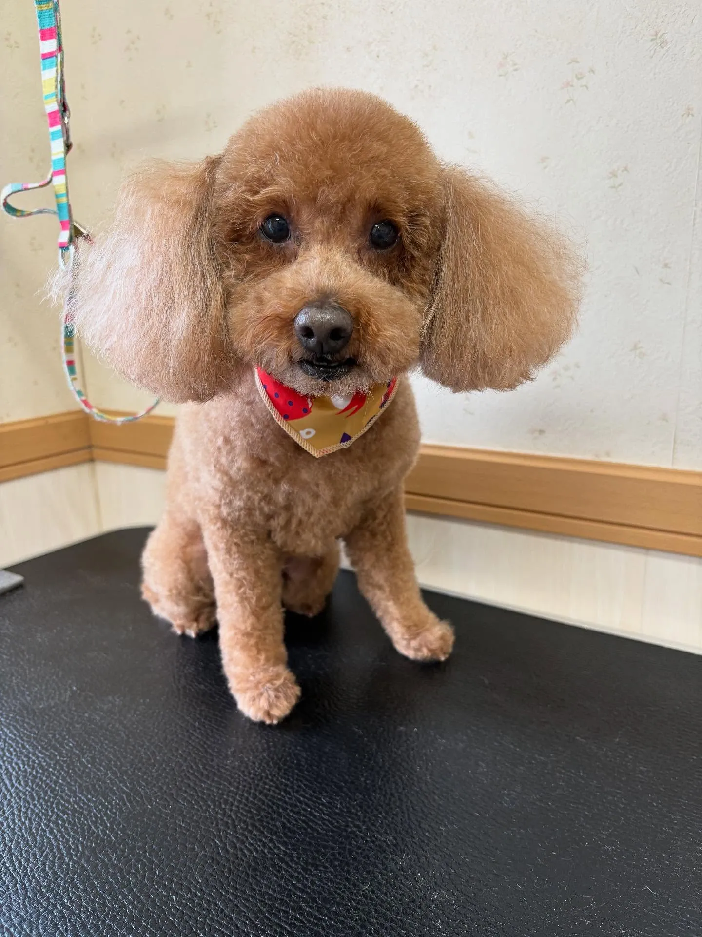 犬のトリミング✂️