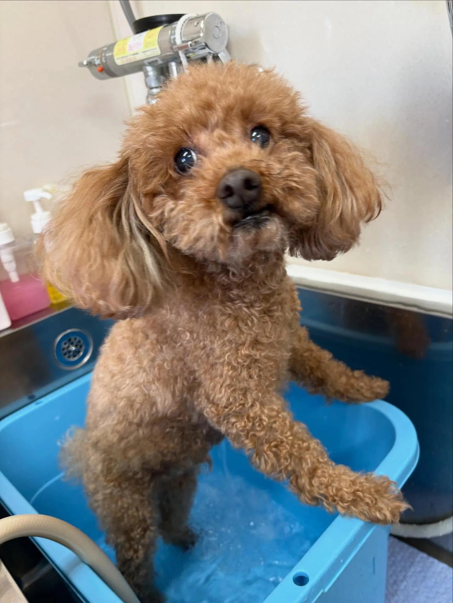 犬のトリミング✂️