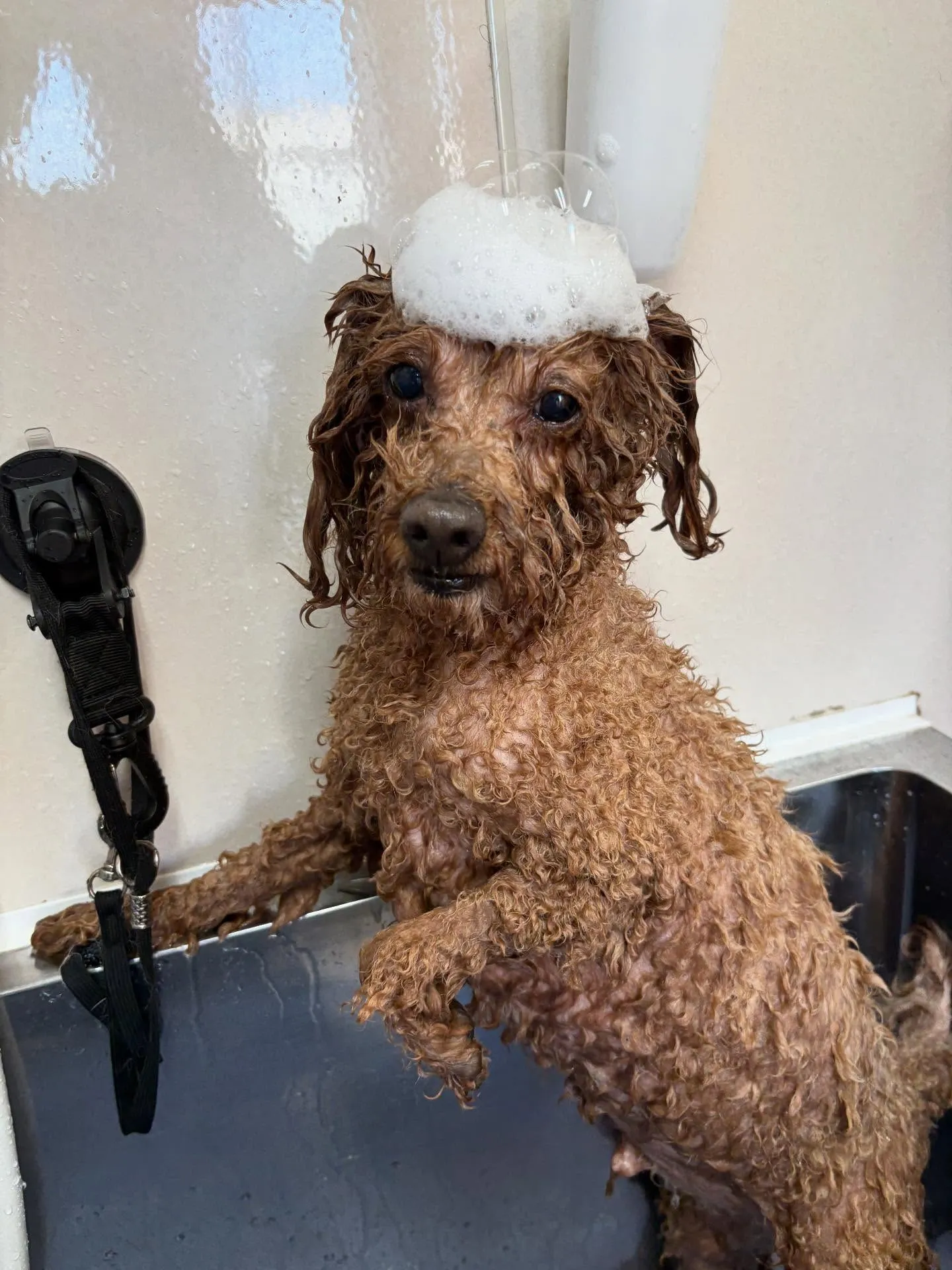 犬のトリミング✂️