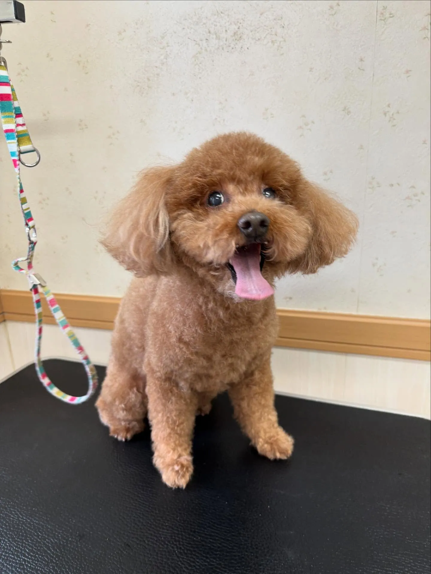 犬のトリミング✂️