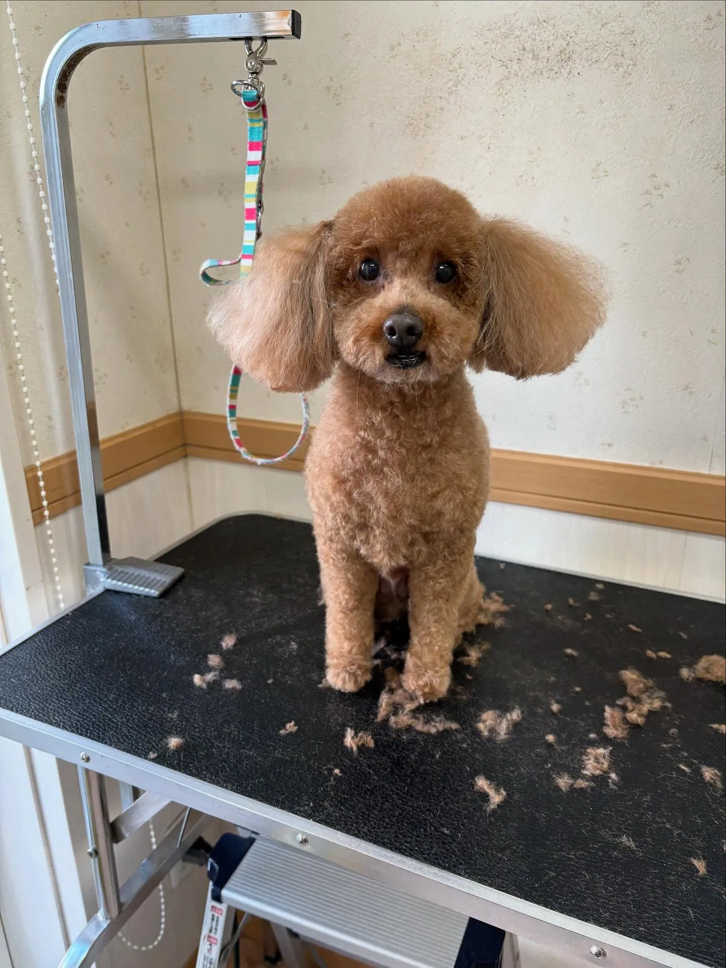 犬のトリミング✂️