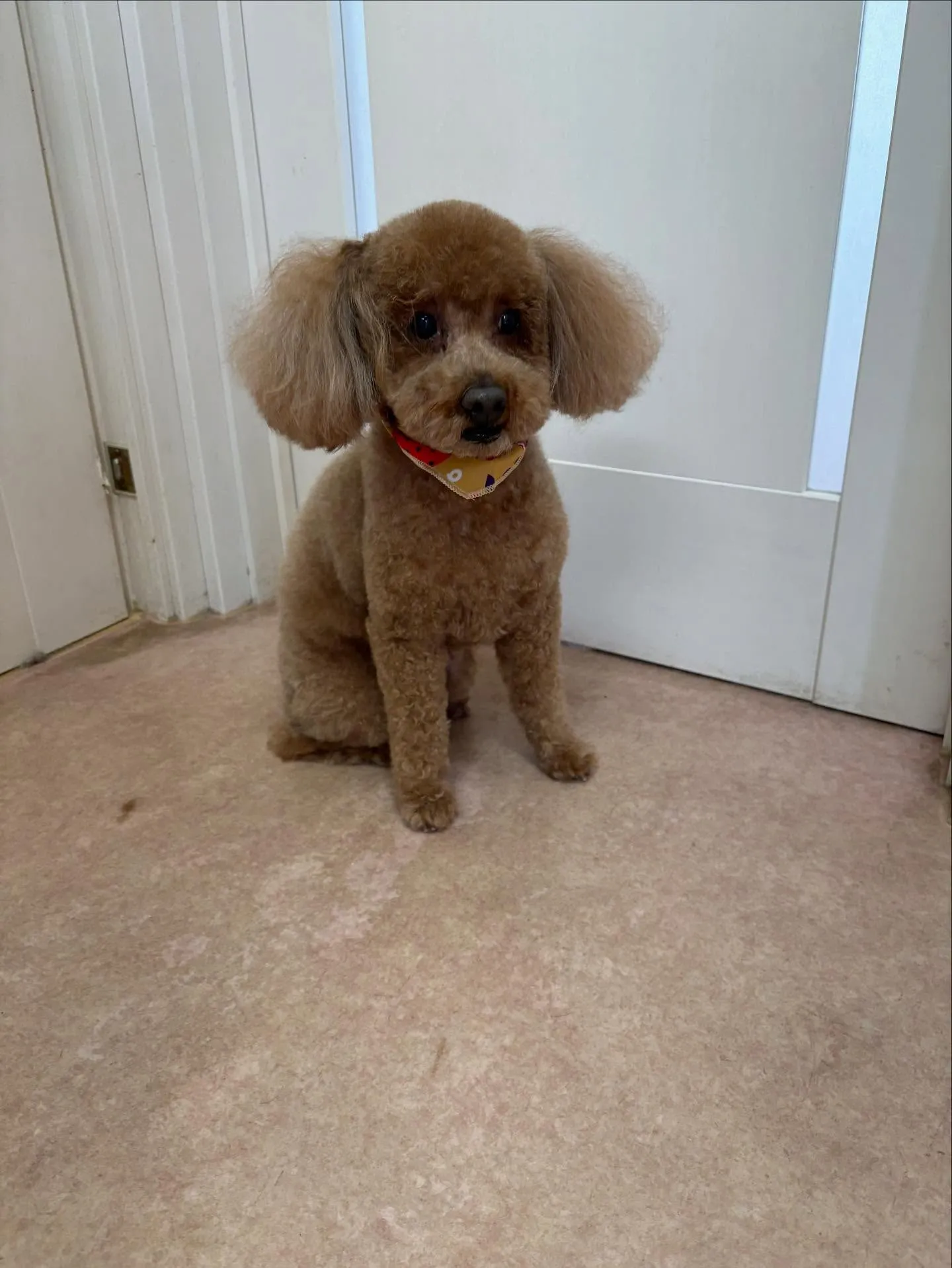 犬のトリミング✂️