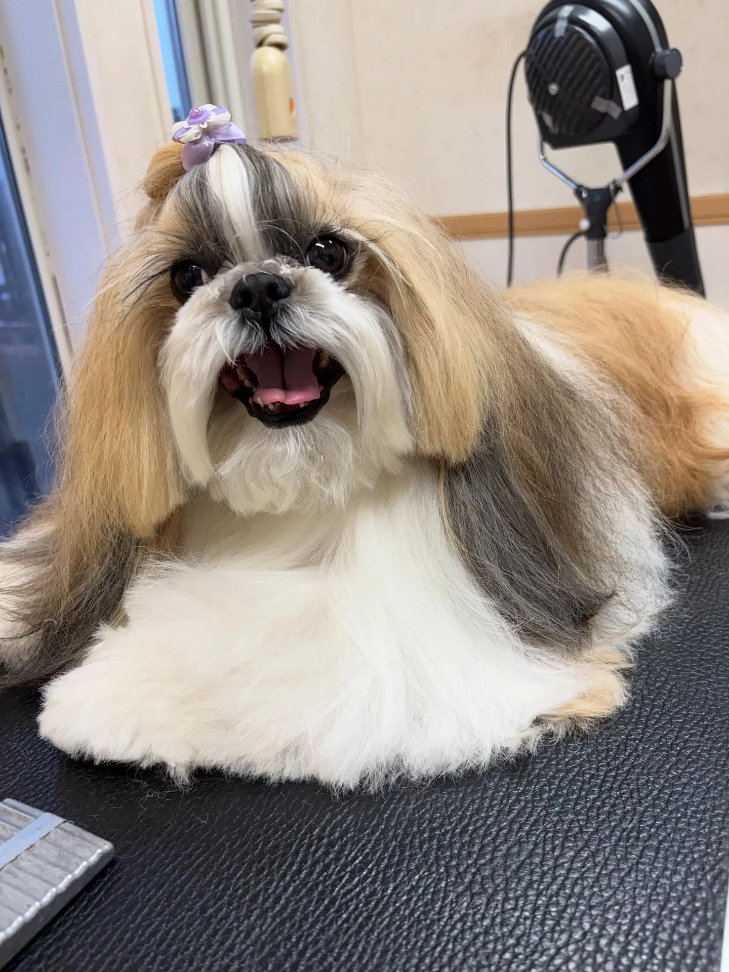 犬のシャンプー🫧