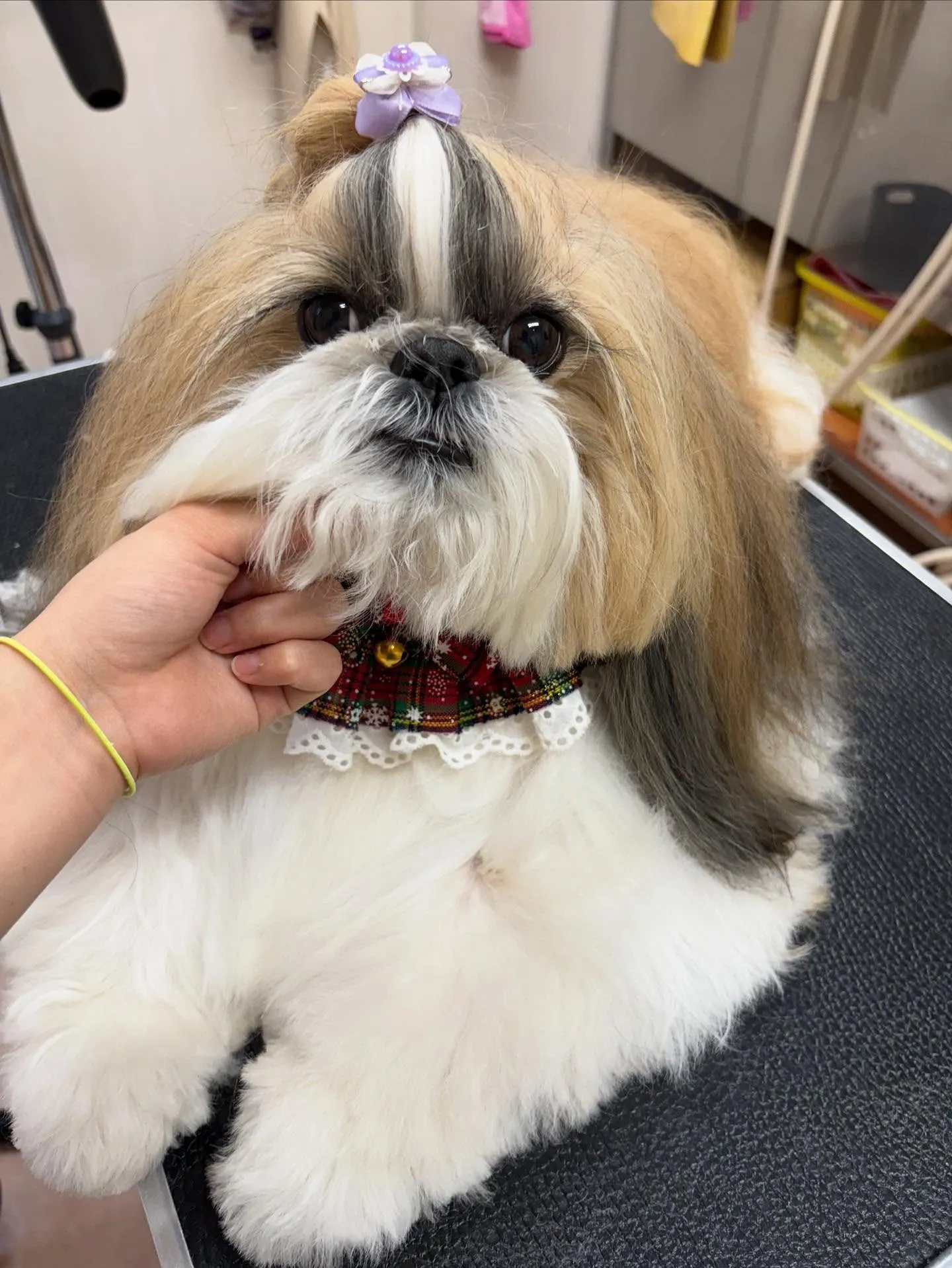 犬のシャンプー🫧