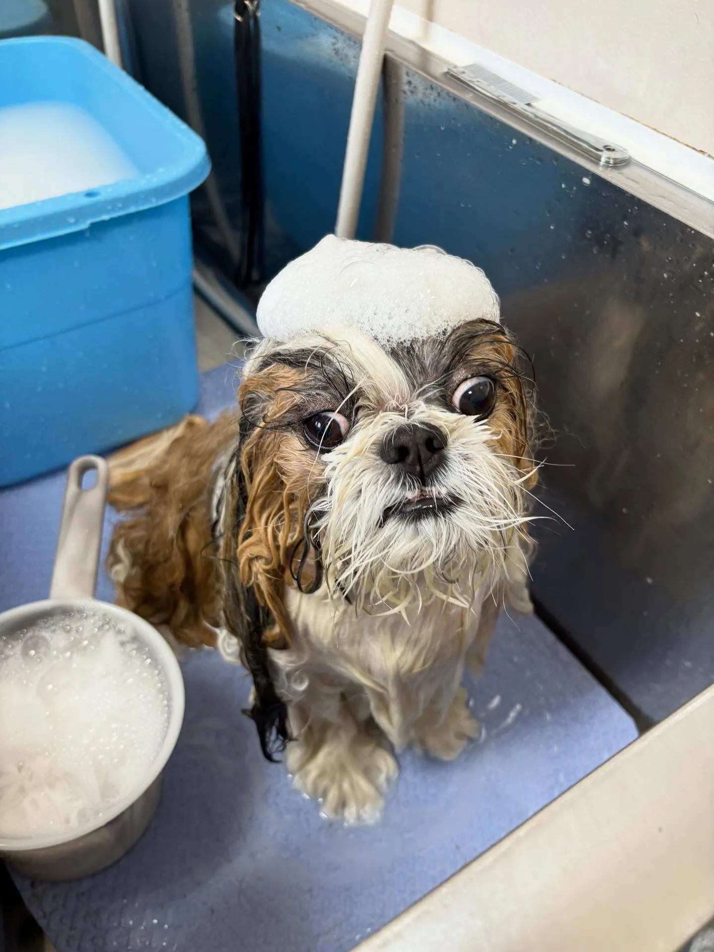 犬のシャンプー🫧