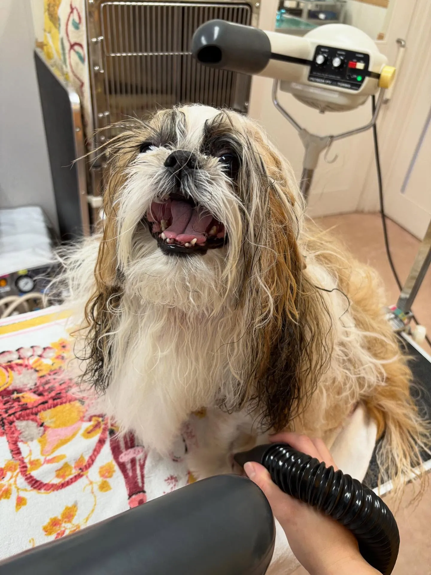 犬のシャンプー🫧