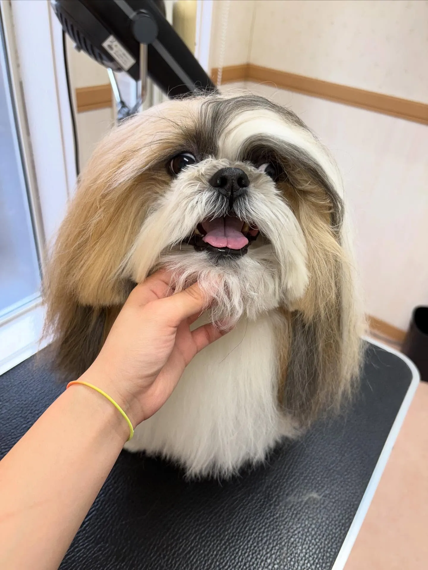 犬のシャンプー🫧