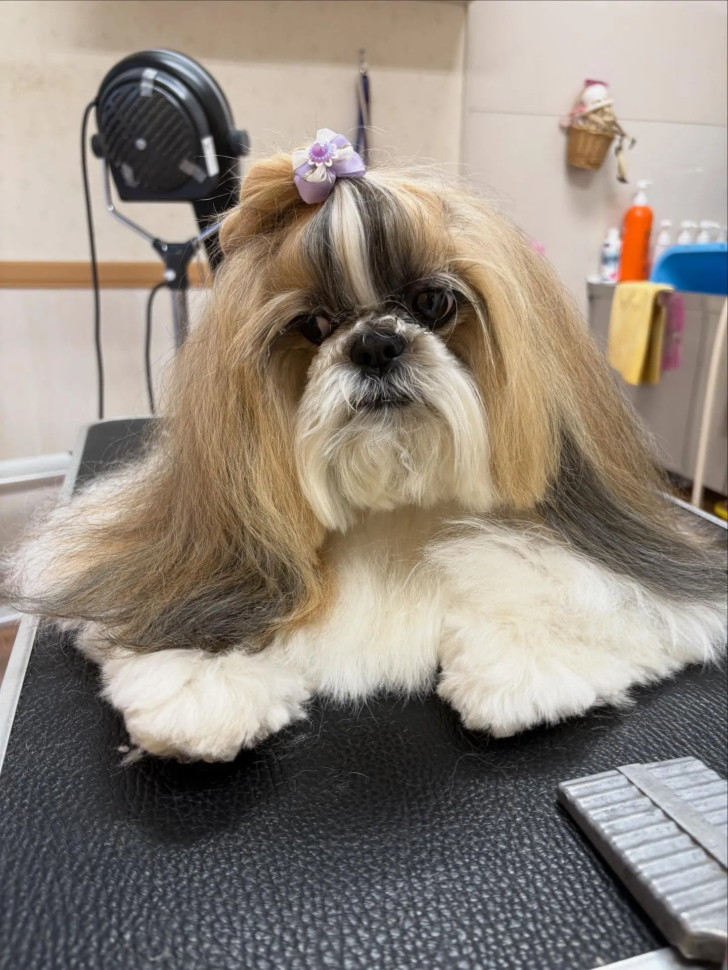 犬のシャンプー🫧