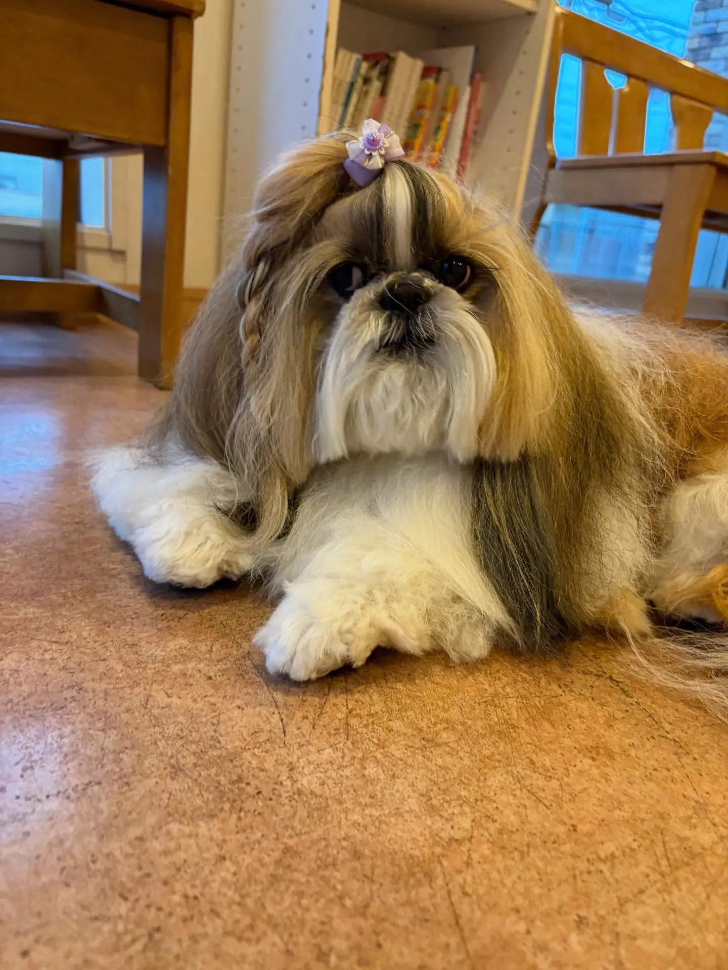 犬のシャンプー🫧