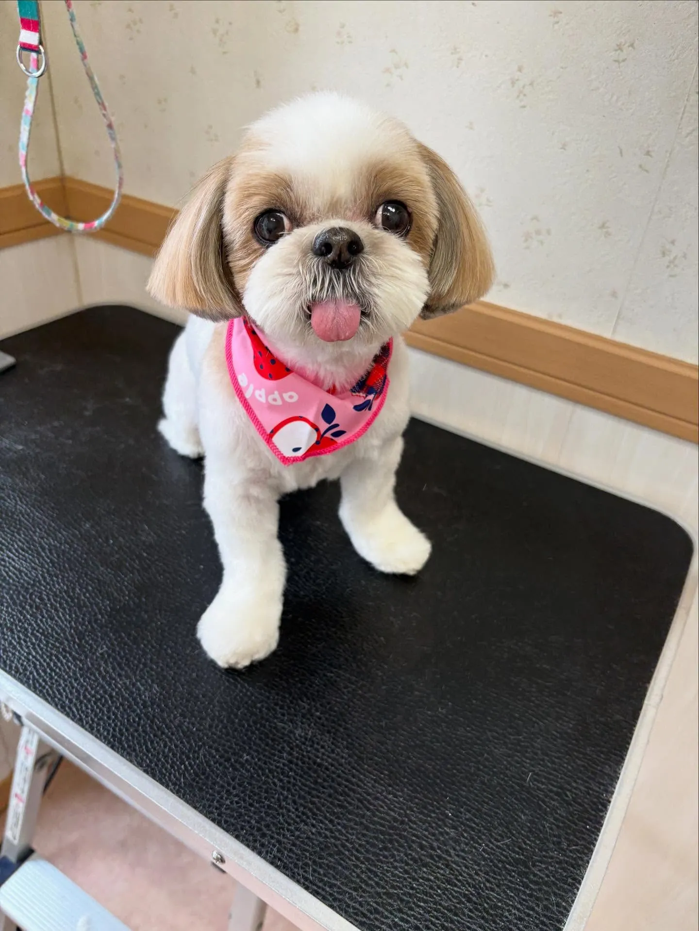 犬のトリミング✂️