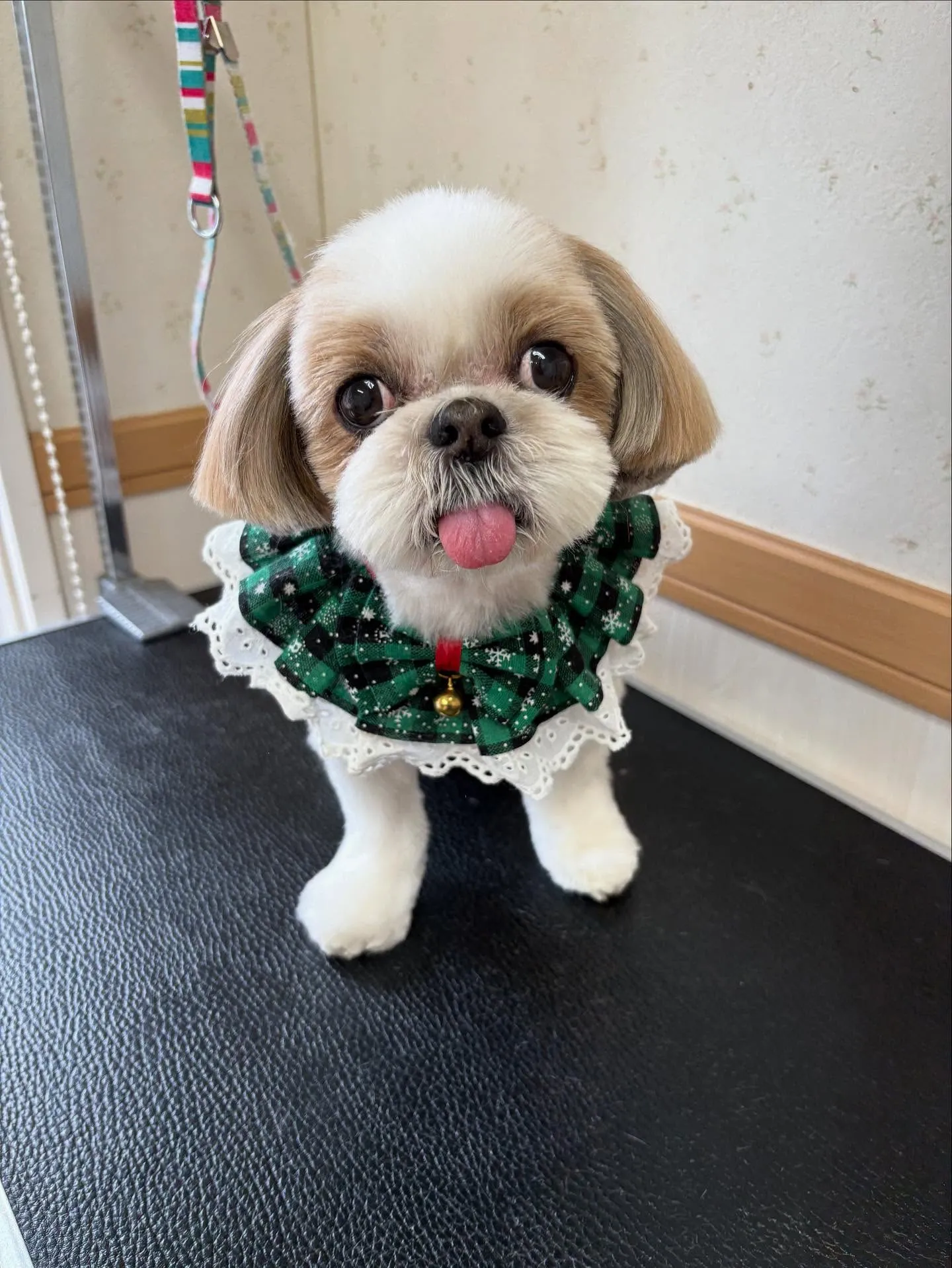 犬のトリミング✂️