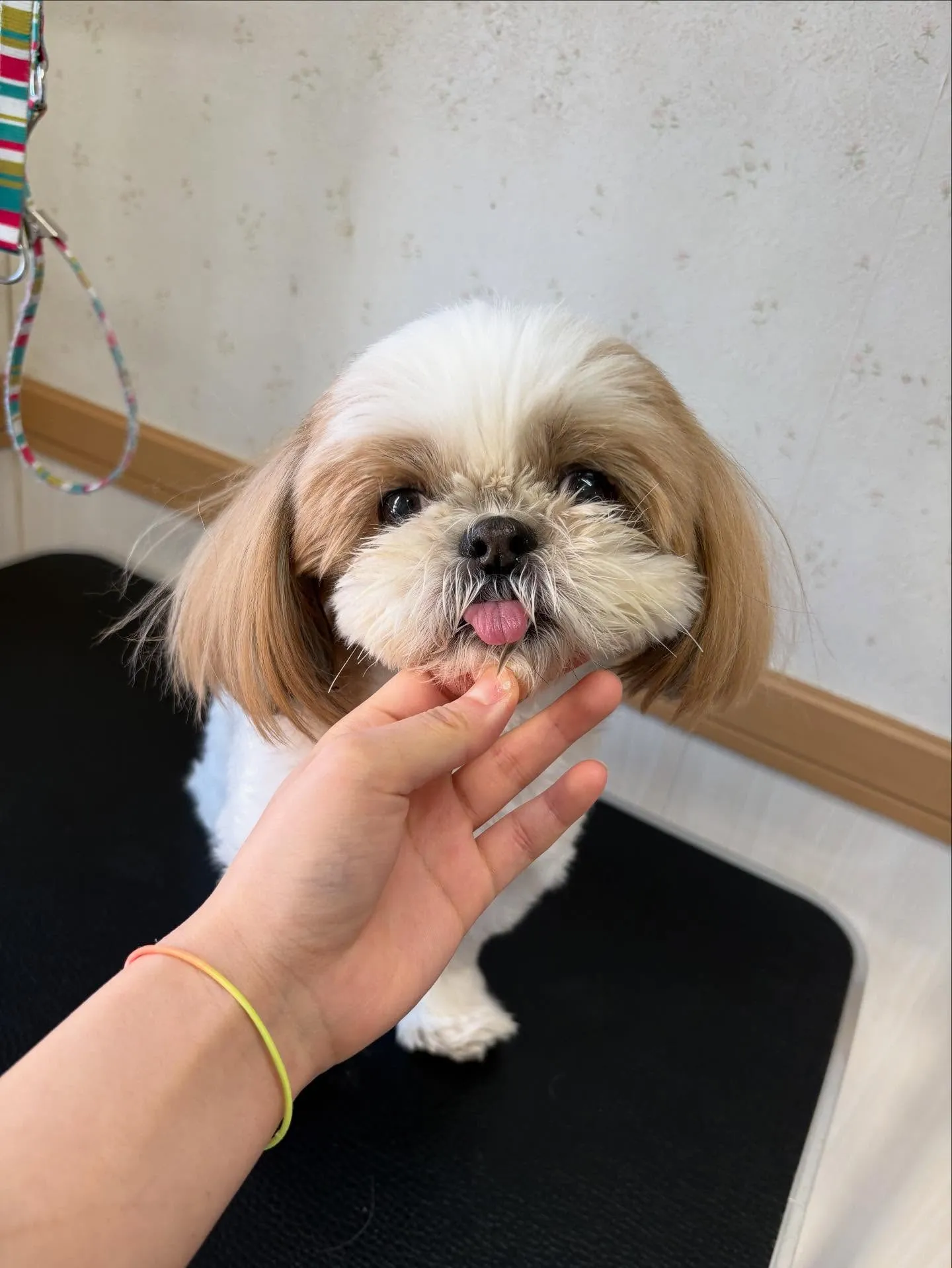 犬のトリミング✂️