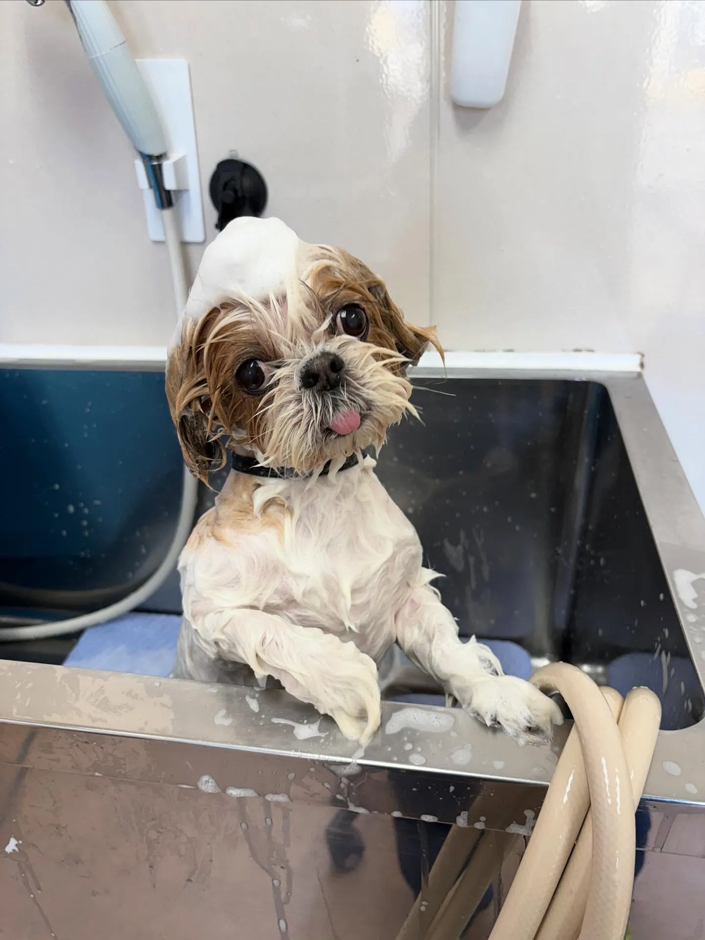 犬のトリミング✂️