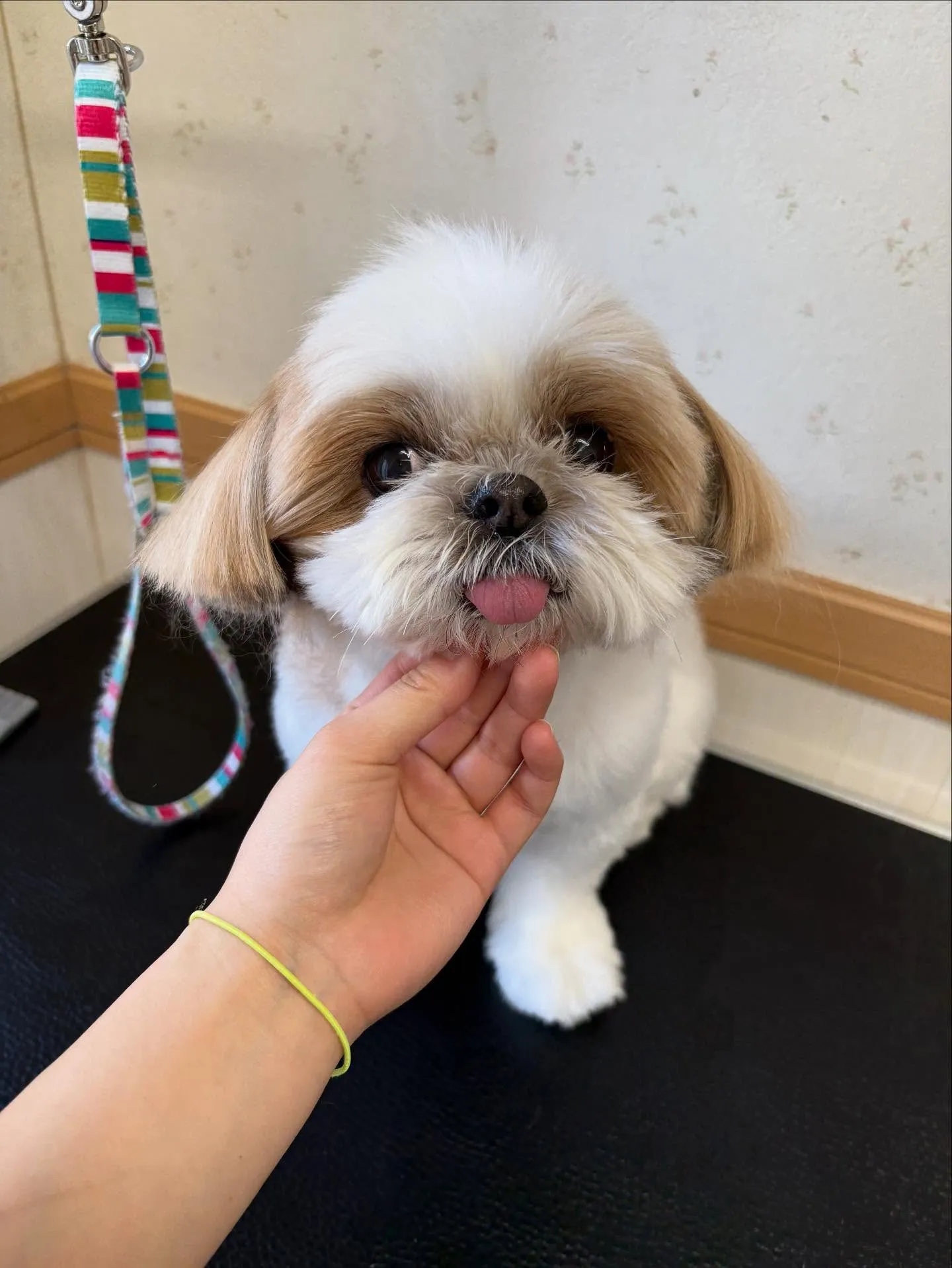 犬のトリミング✂️