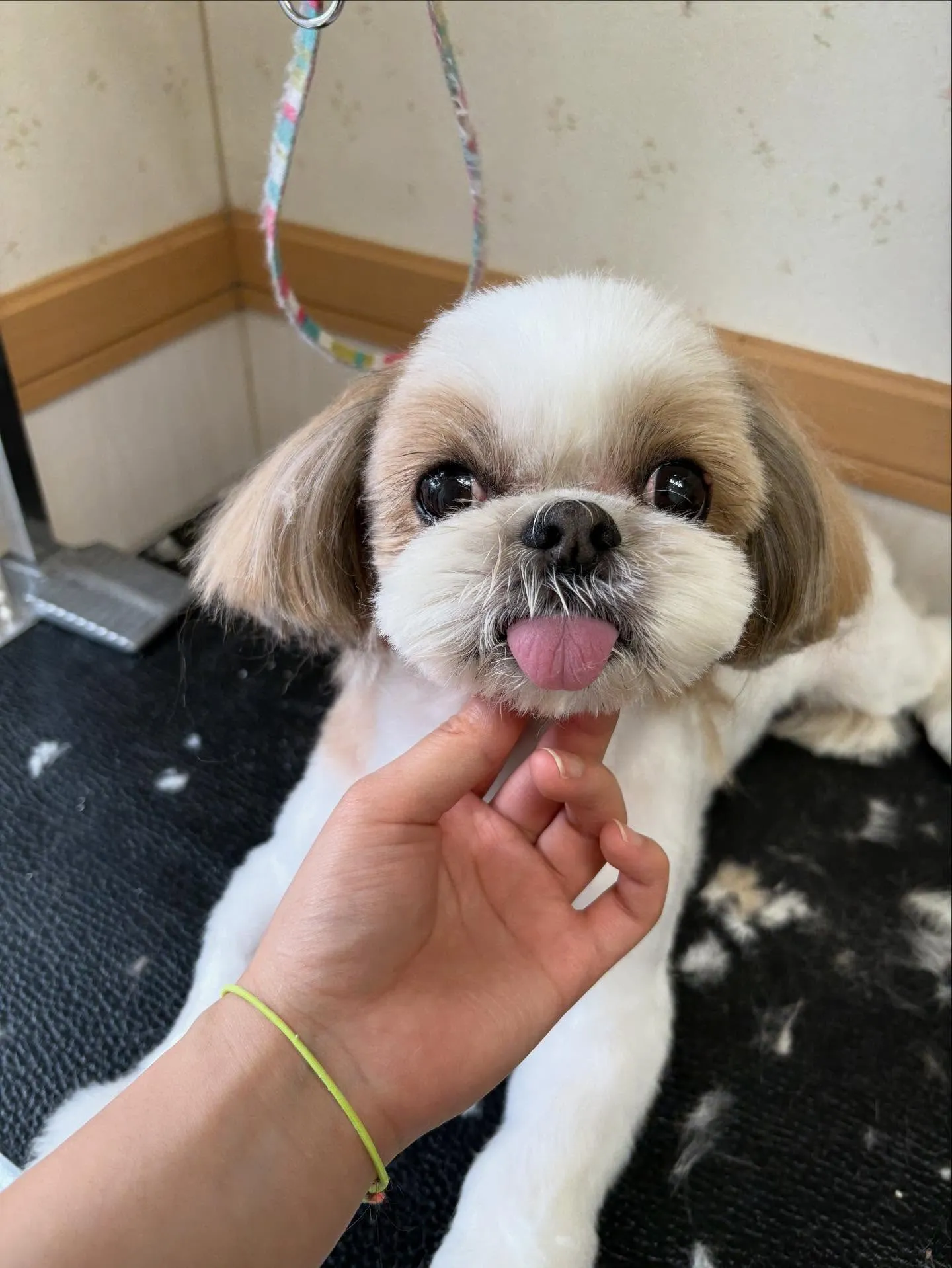 犬のトリミング✂️