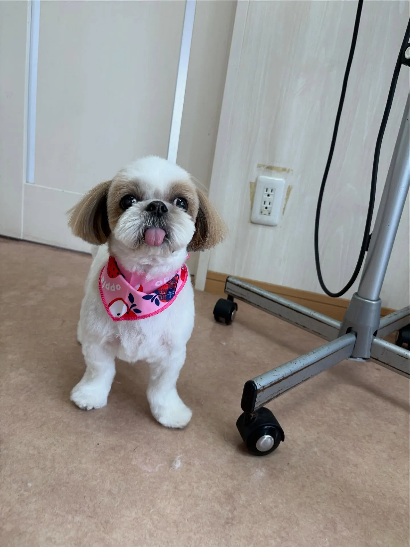 犬のトリミング✂️