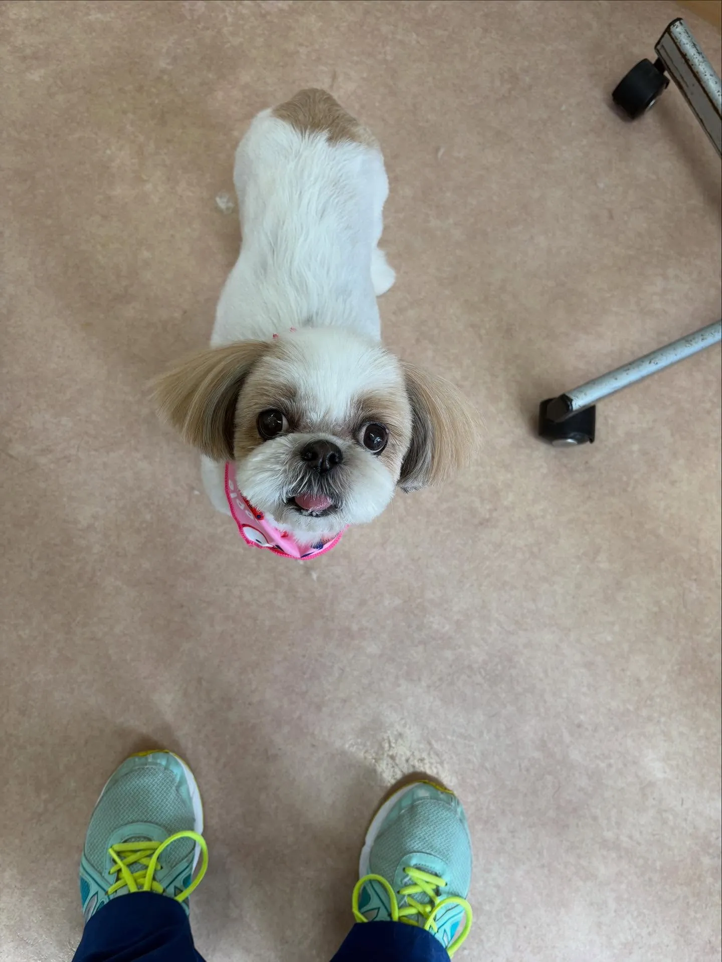 犬のトリミング✂️