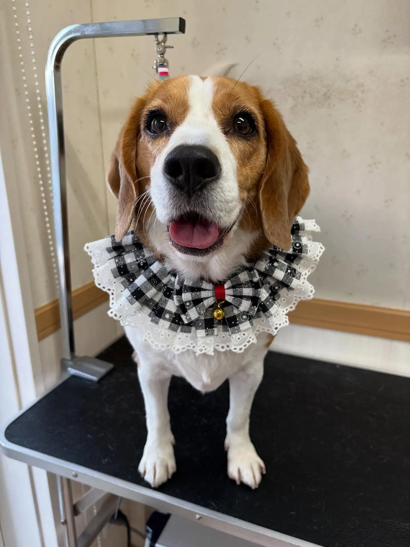 犬のシャンプー🫧