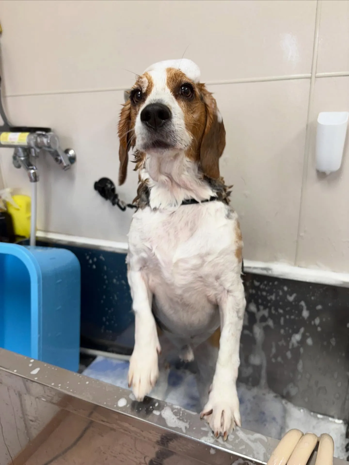 犬のシャンプー🫧