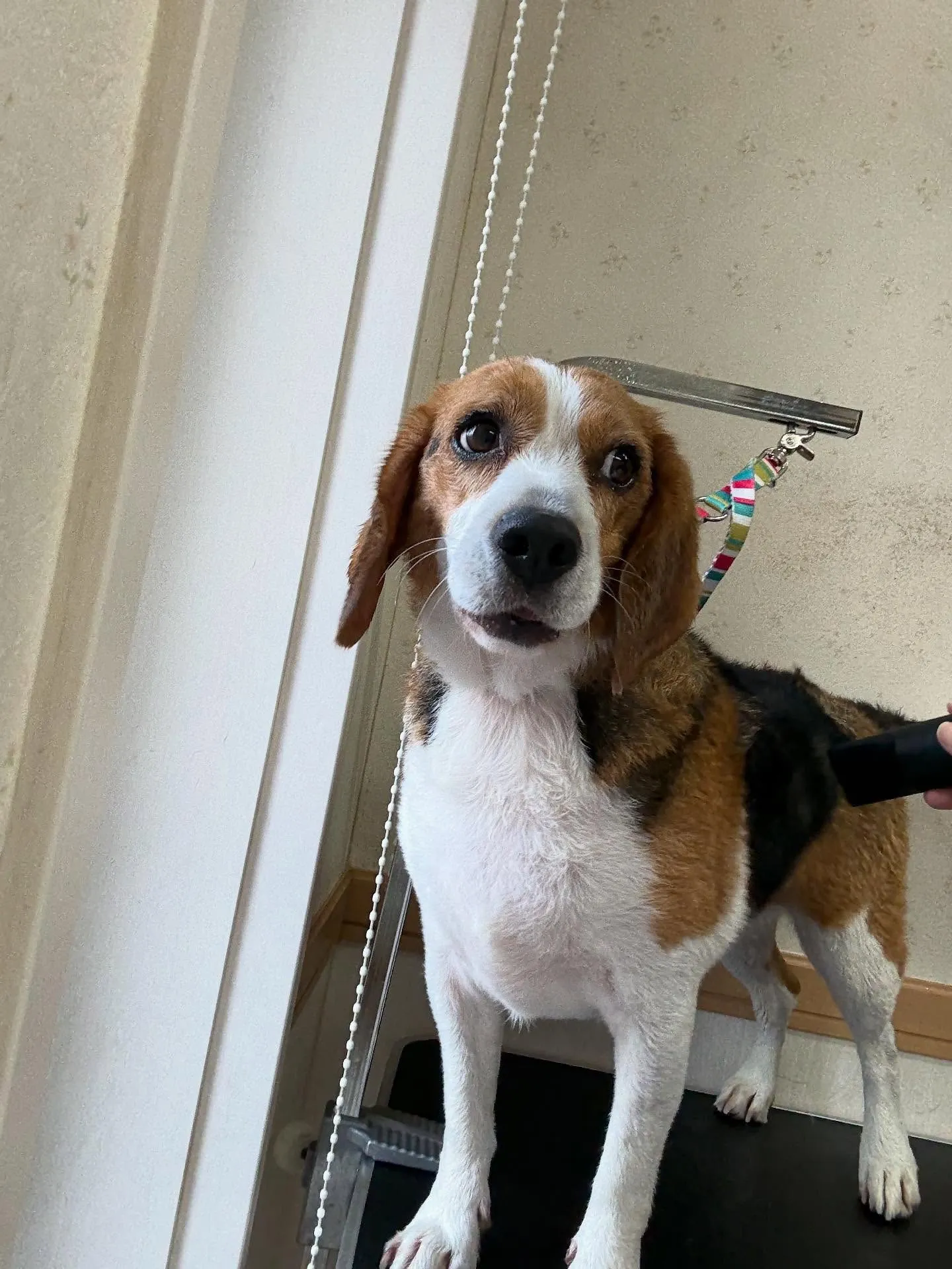 犬のシャンプー🫧