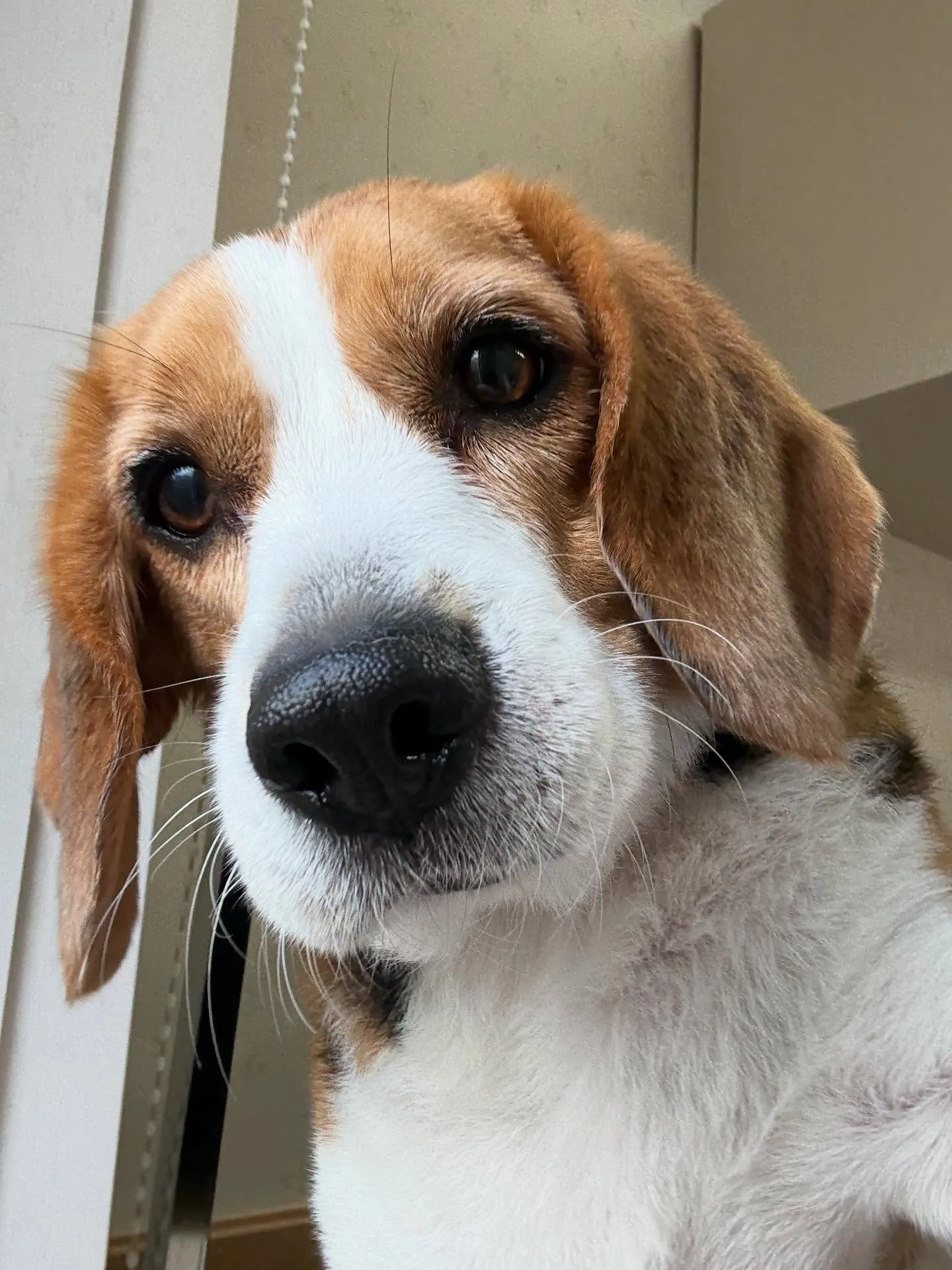 犬のシャンプー🫧