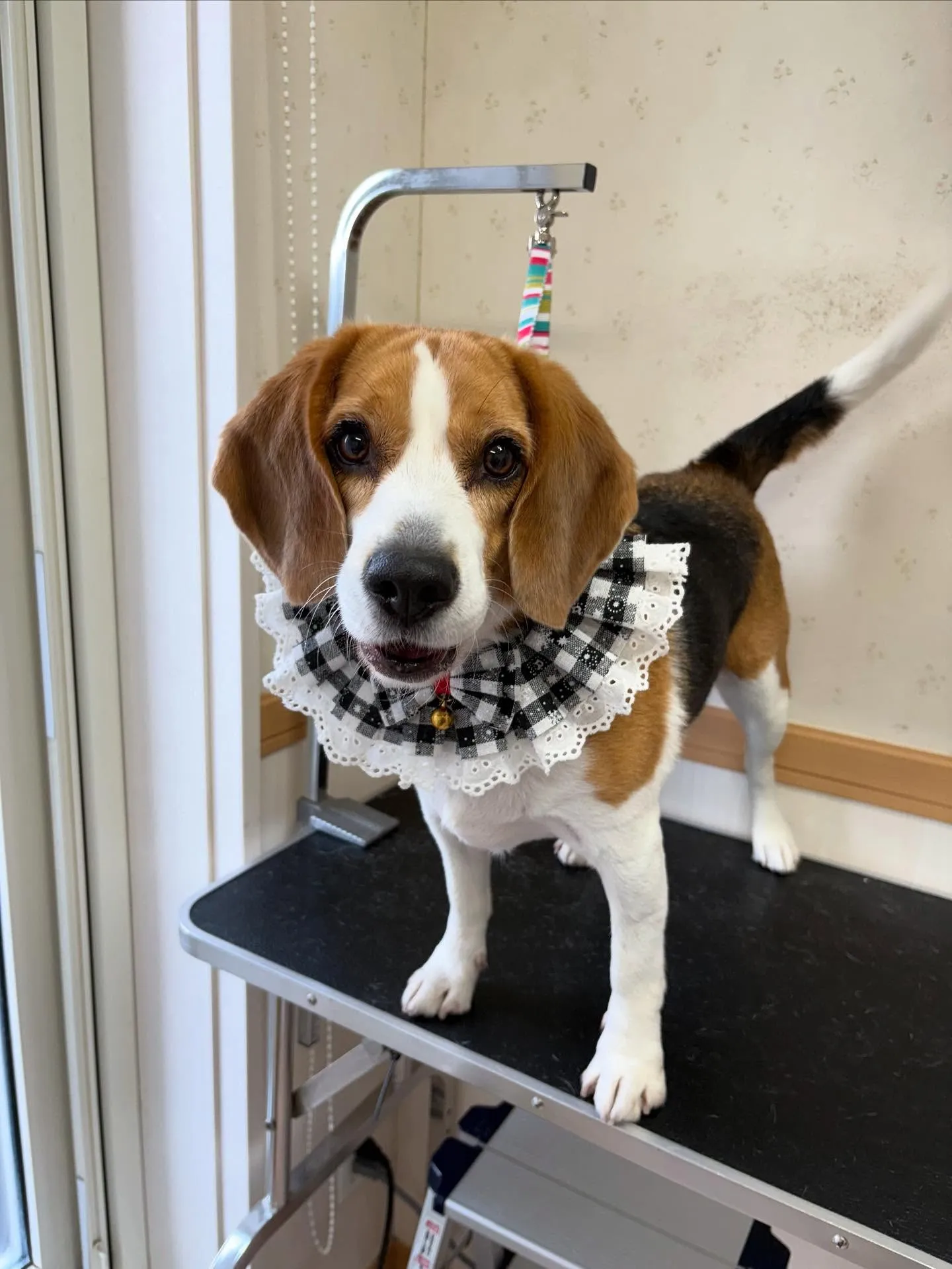 犬のシャンプー🫧