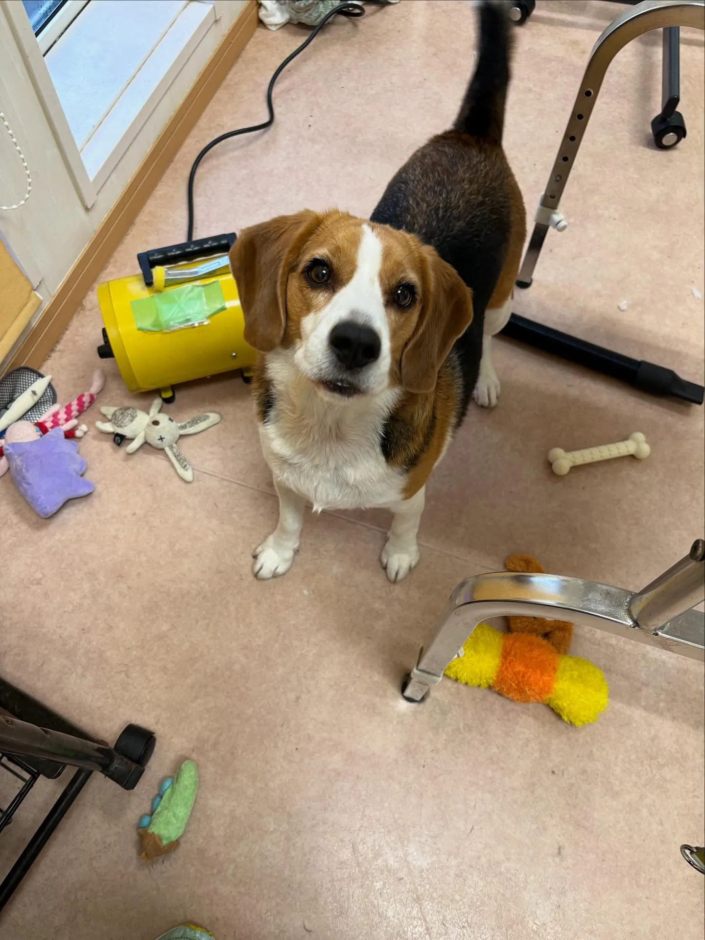 犬のシャンプー🫧