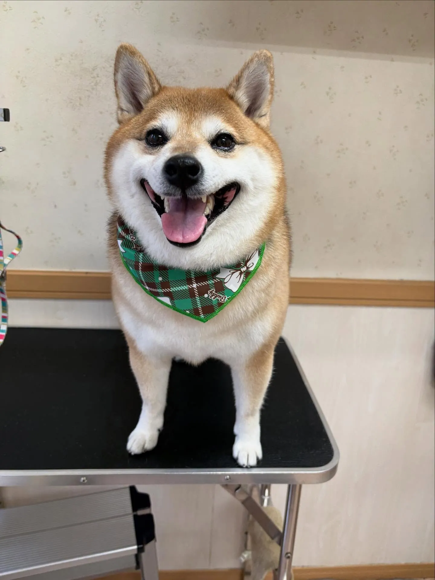 犬のシャンプー🫧