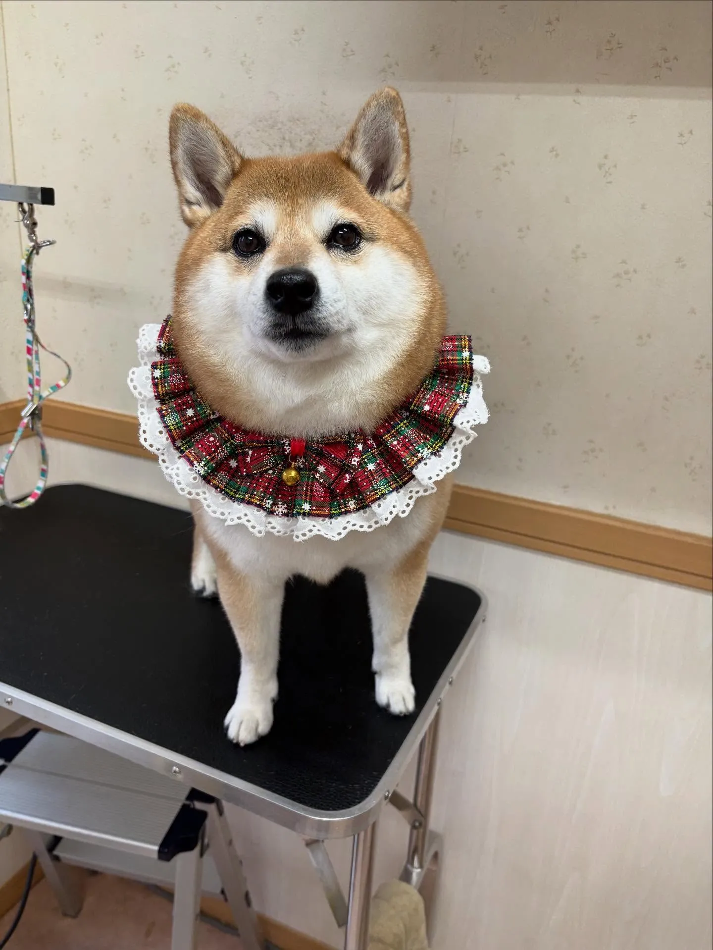 犬のシャンプー🫧