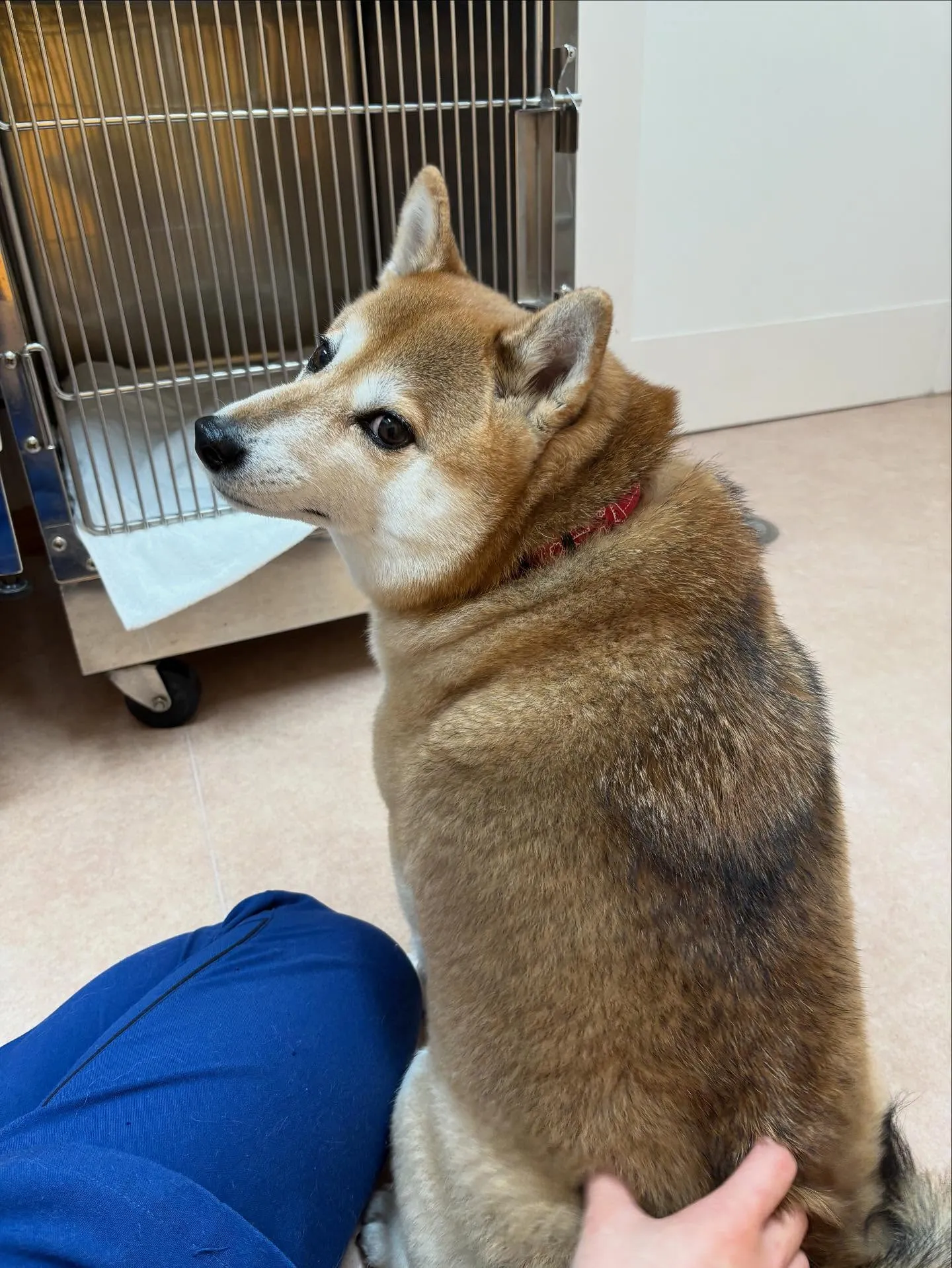 犬のシャンプー🫧