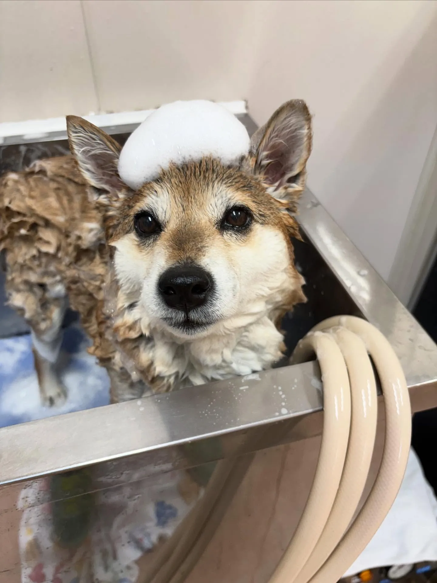 犬のシャンプー🫧