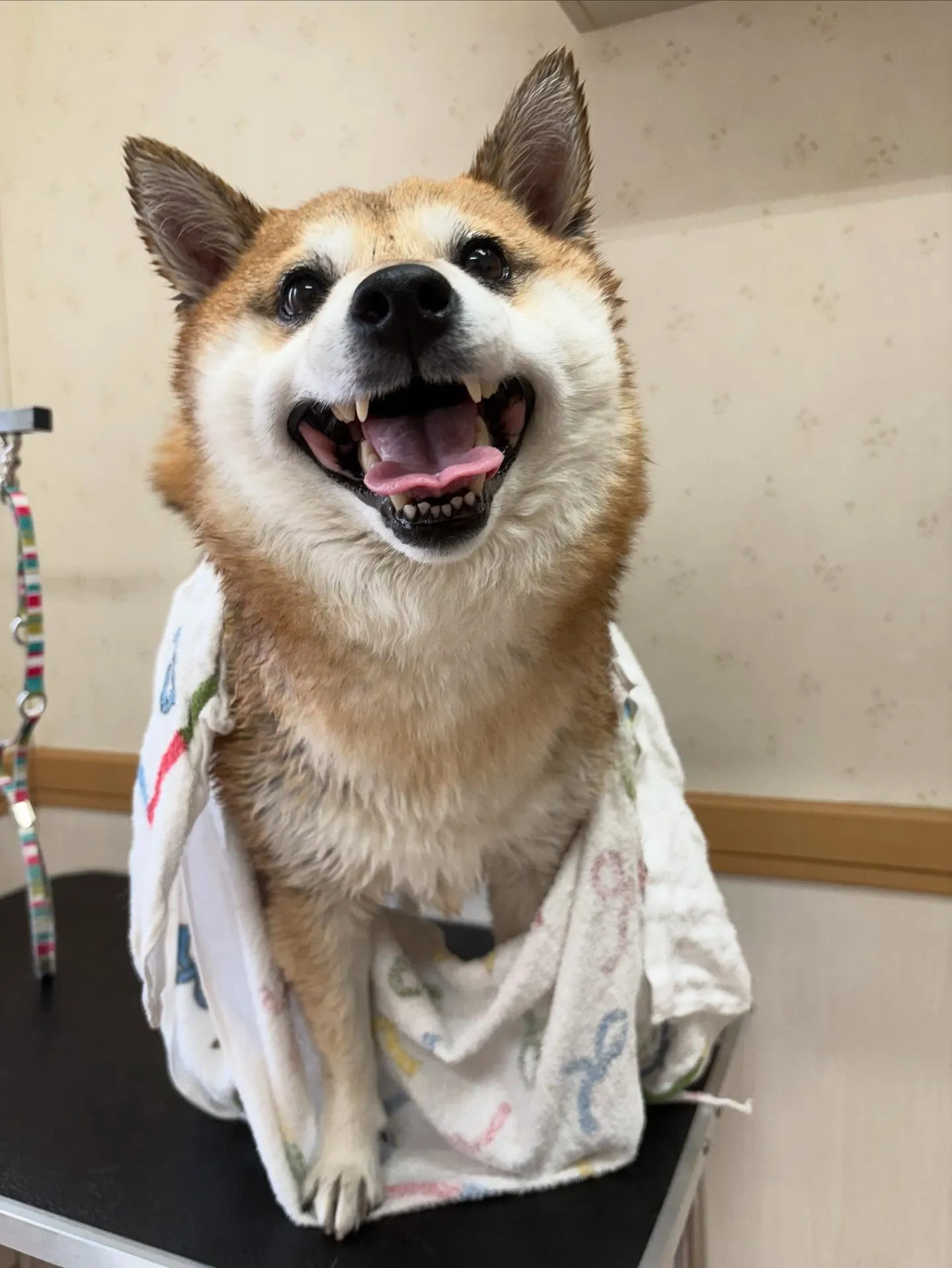 犬のシャンプー🫧