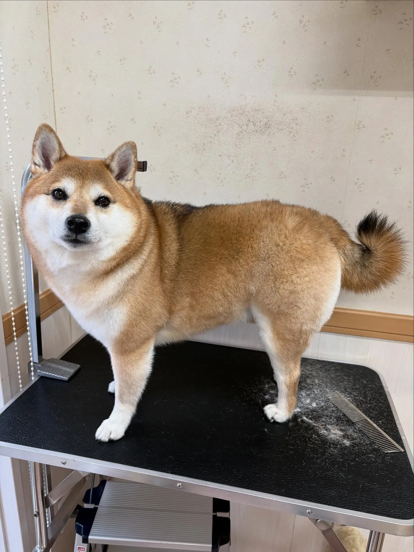 犬のシャンプー🫧