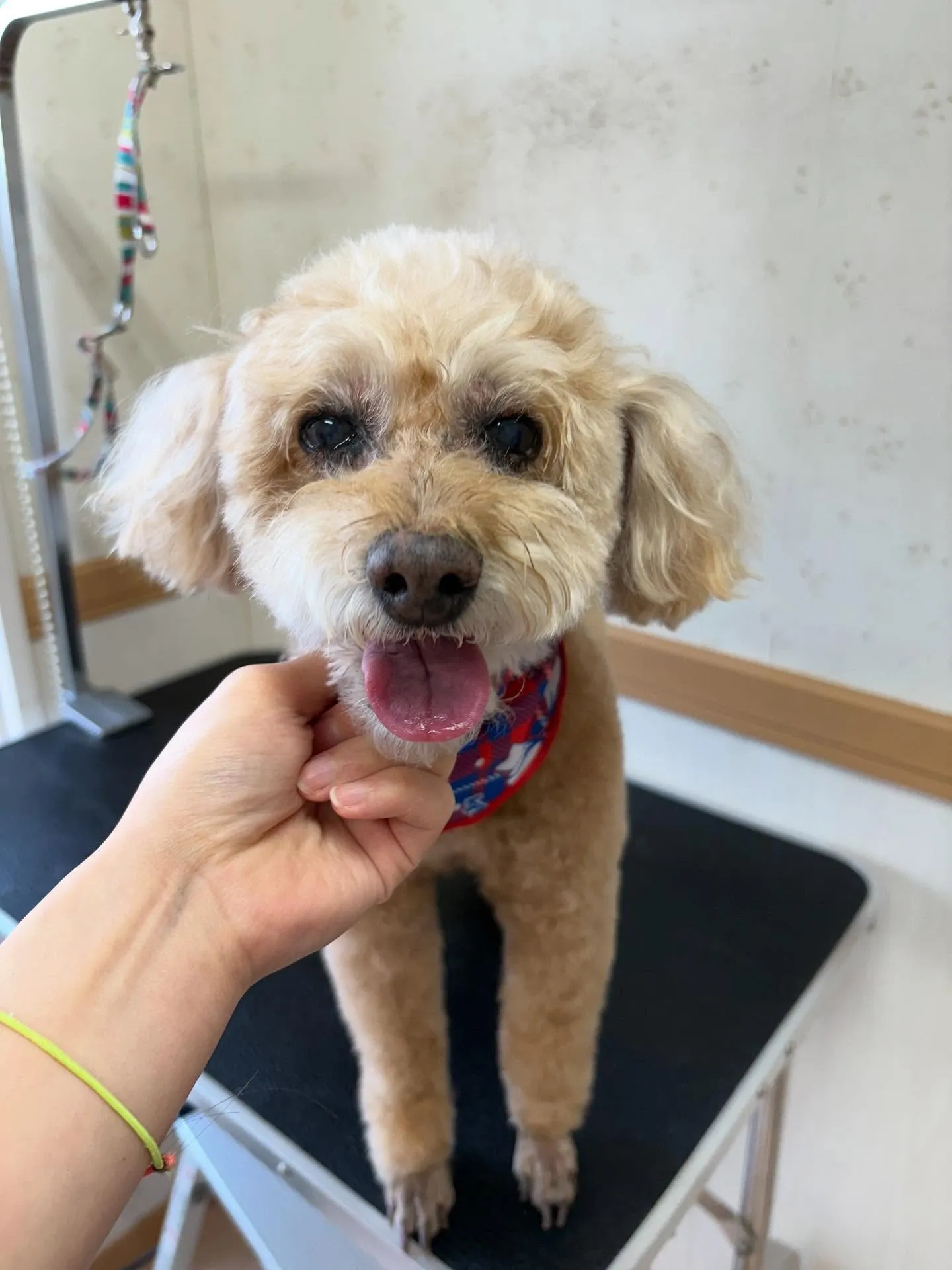 犬のトリミング✂️