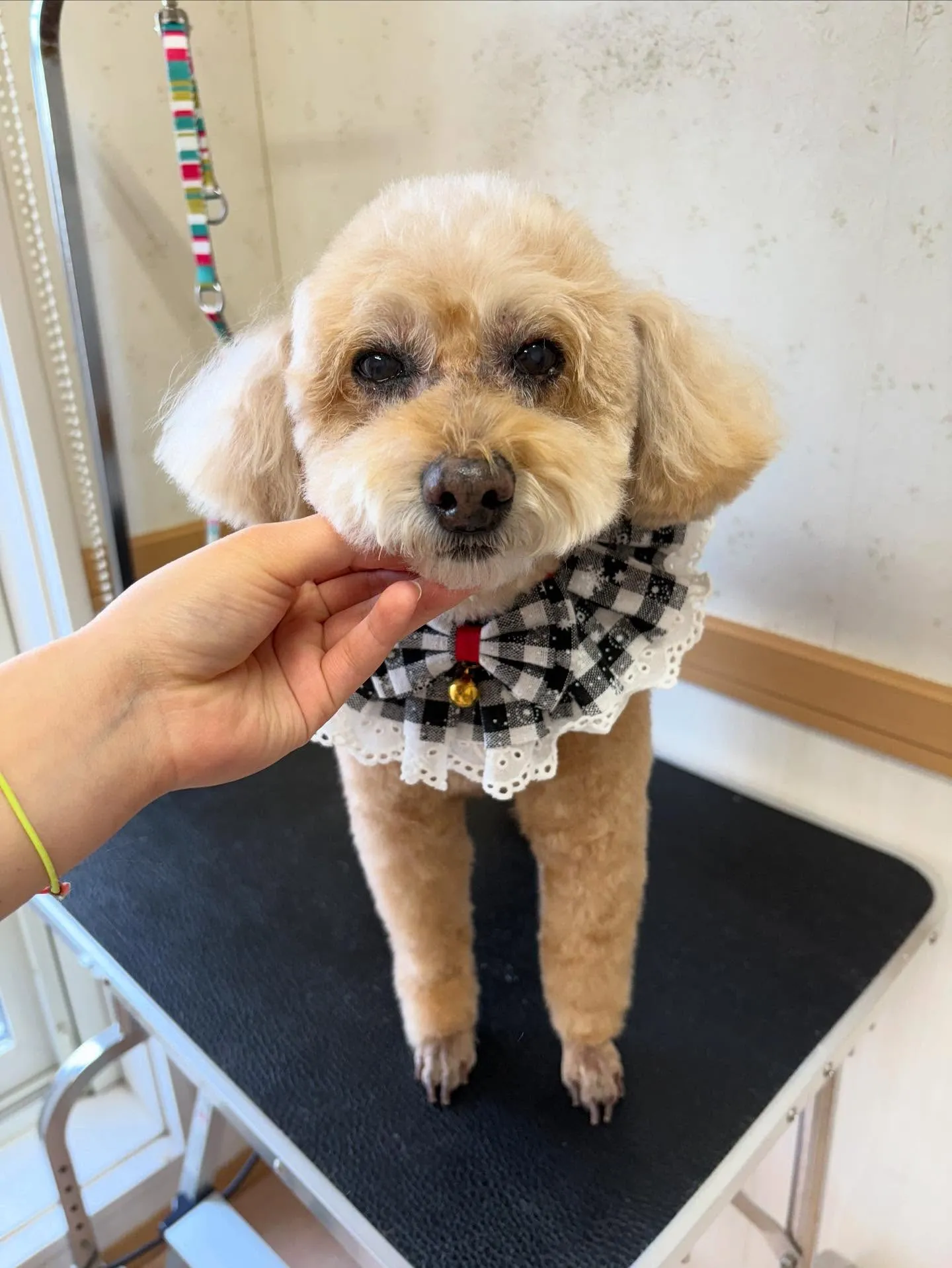 犬のトリミング✂️