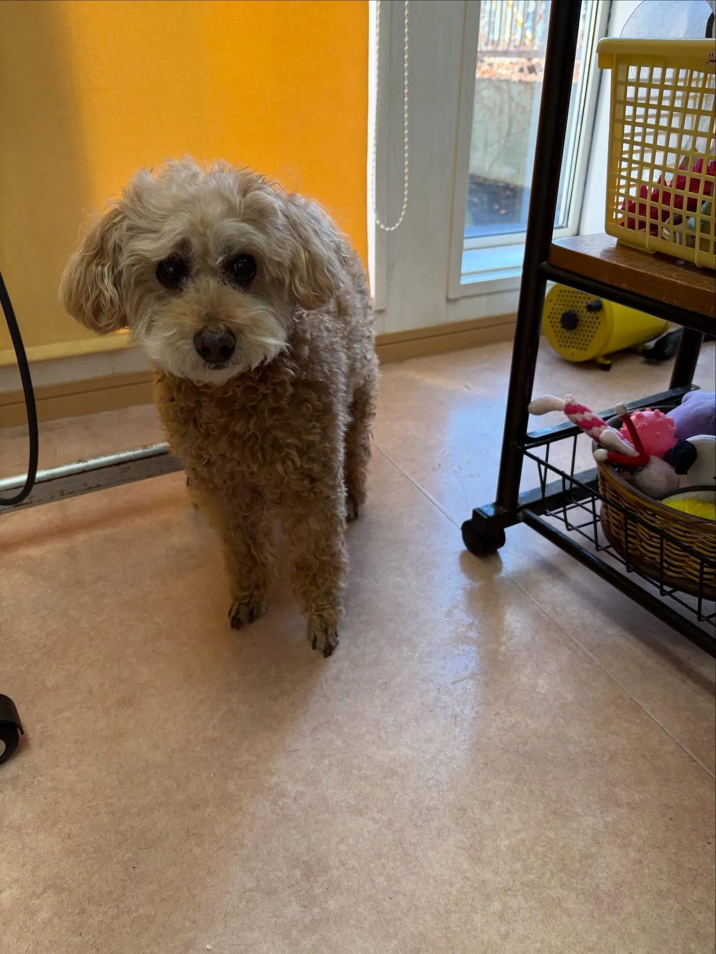 犬のトリミング✂️