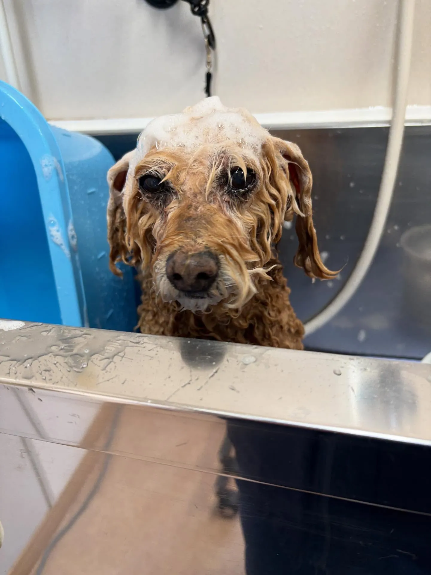 犬のトリミング✂️