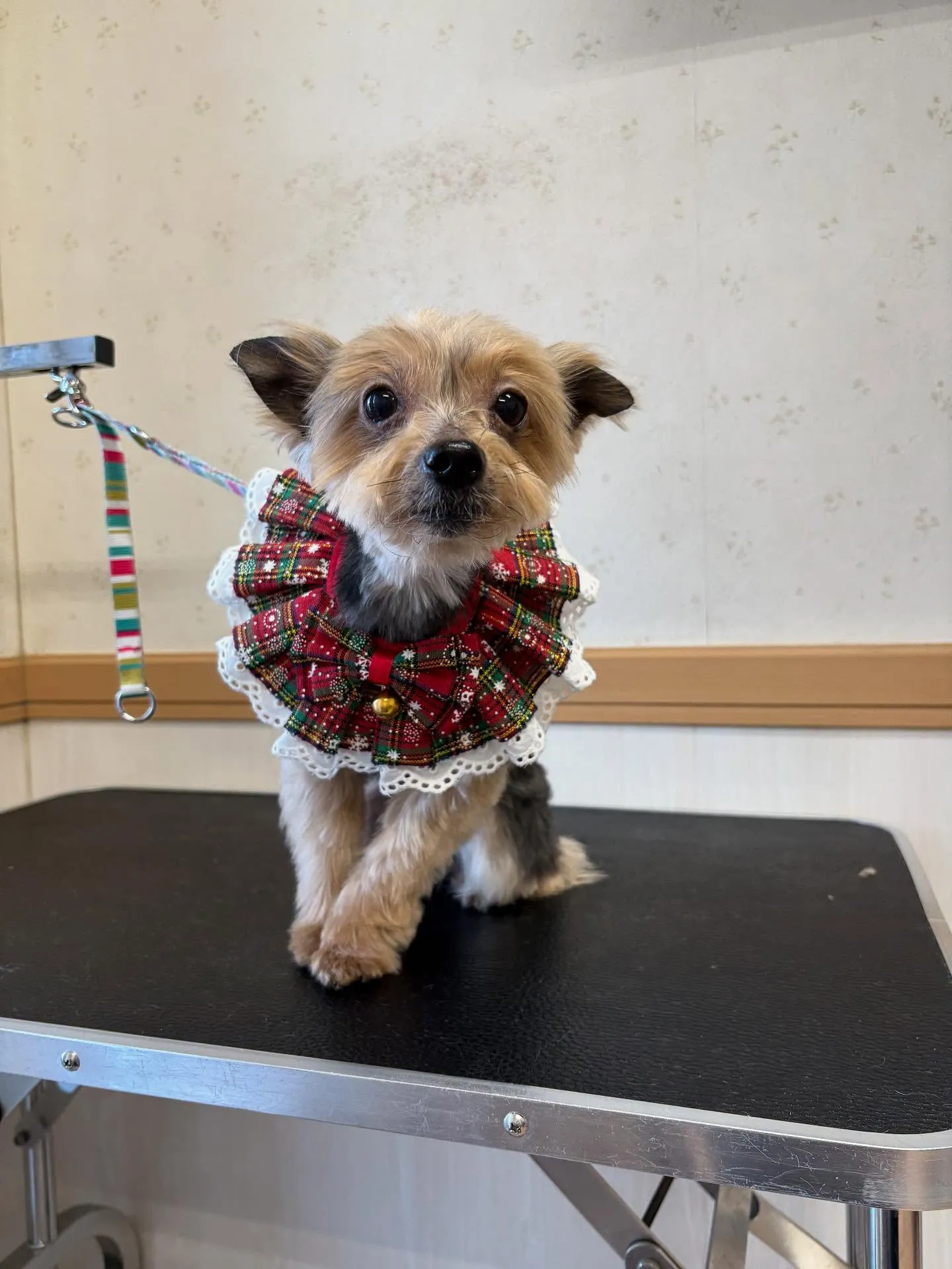 犬のトリミング✂️