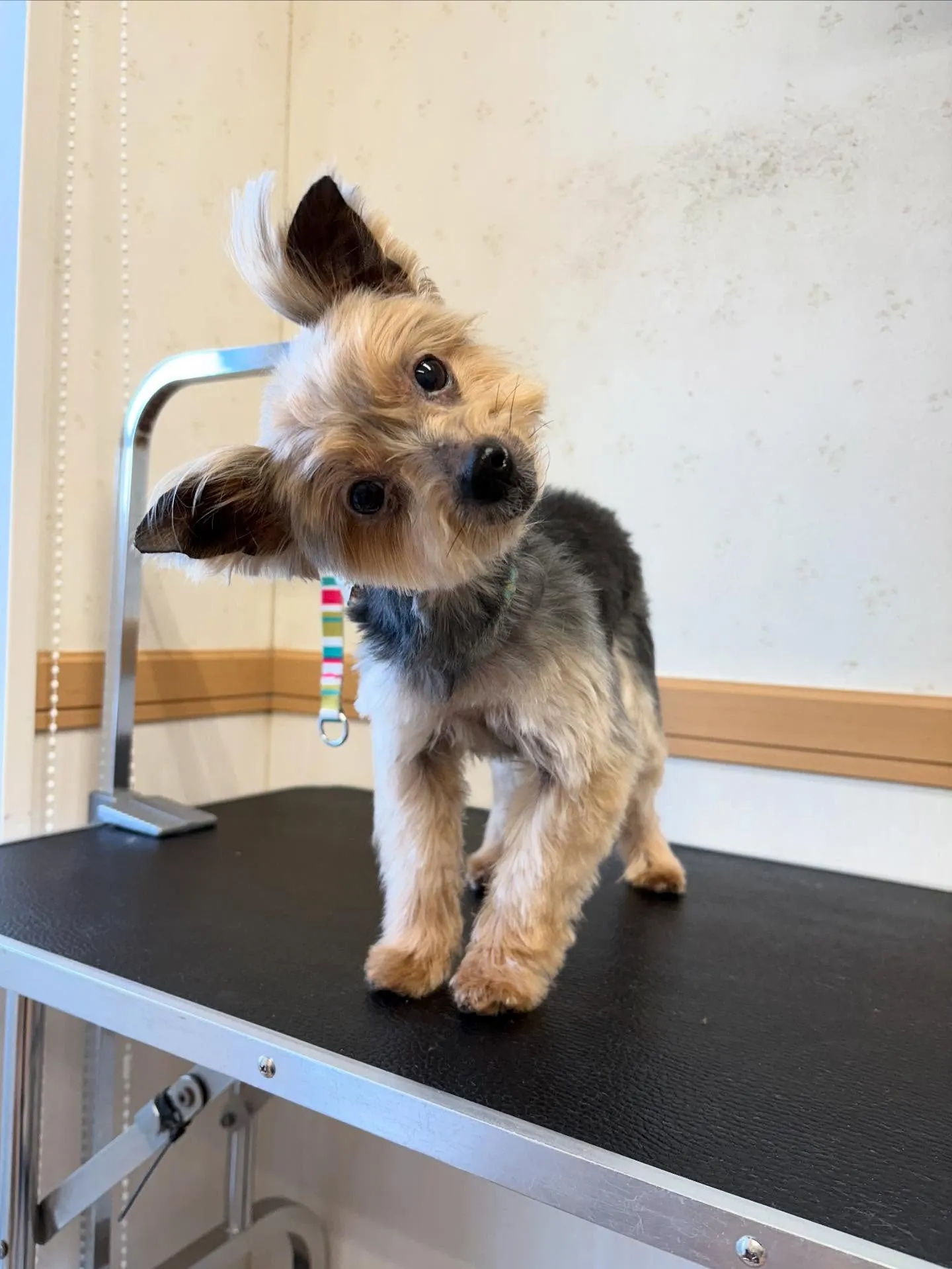 犬のトリミング✂️