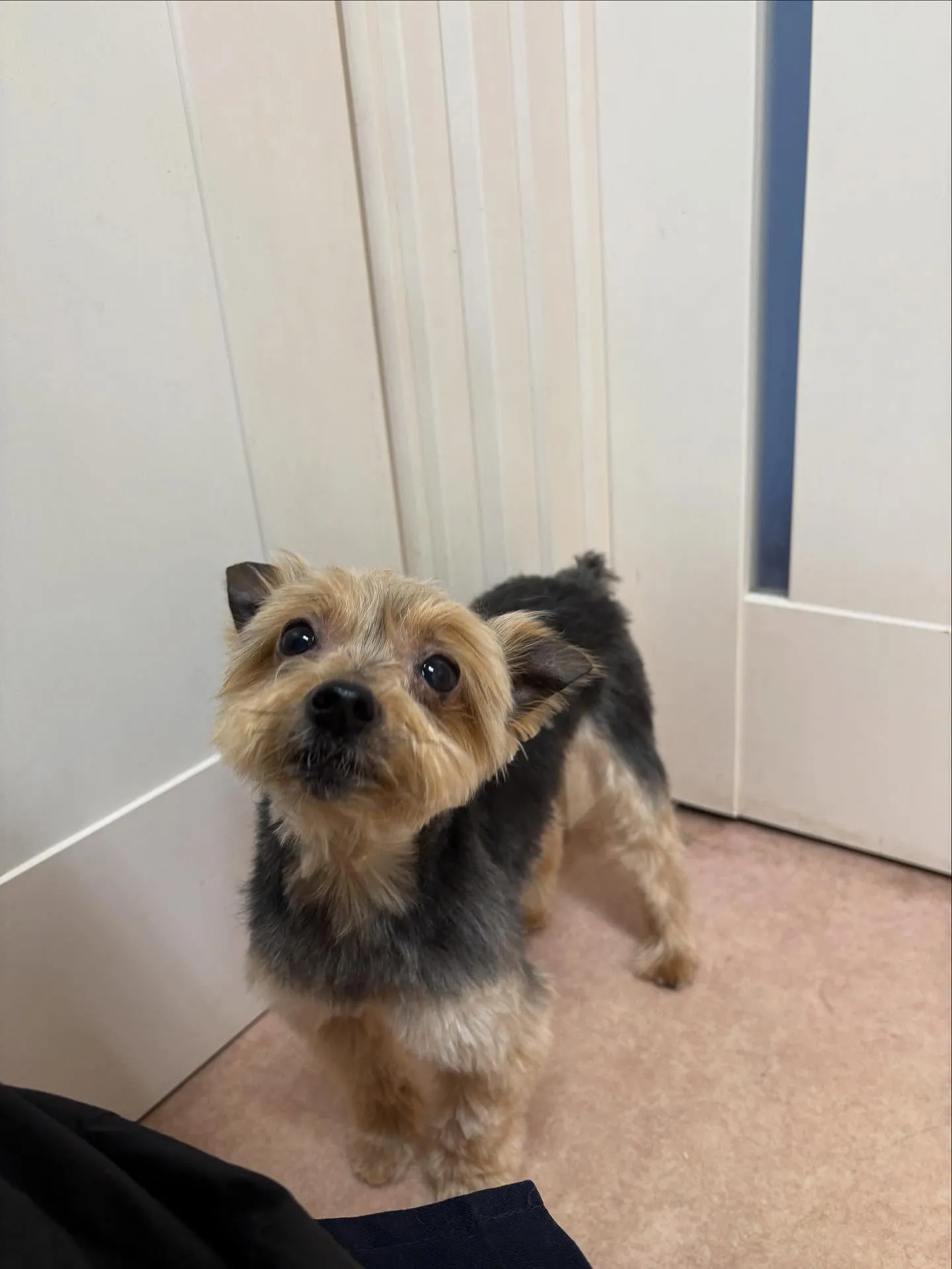 犬のトリミング✂️