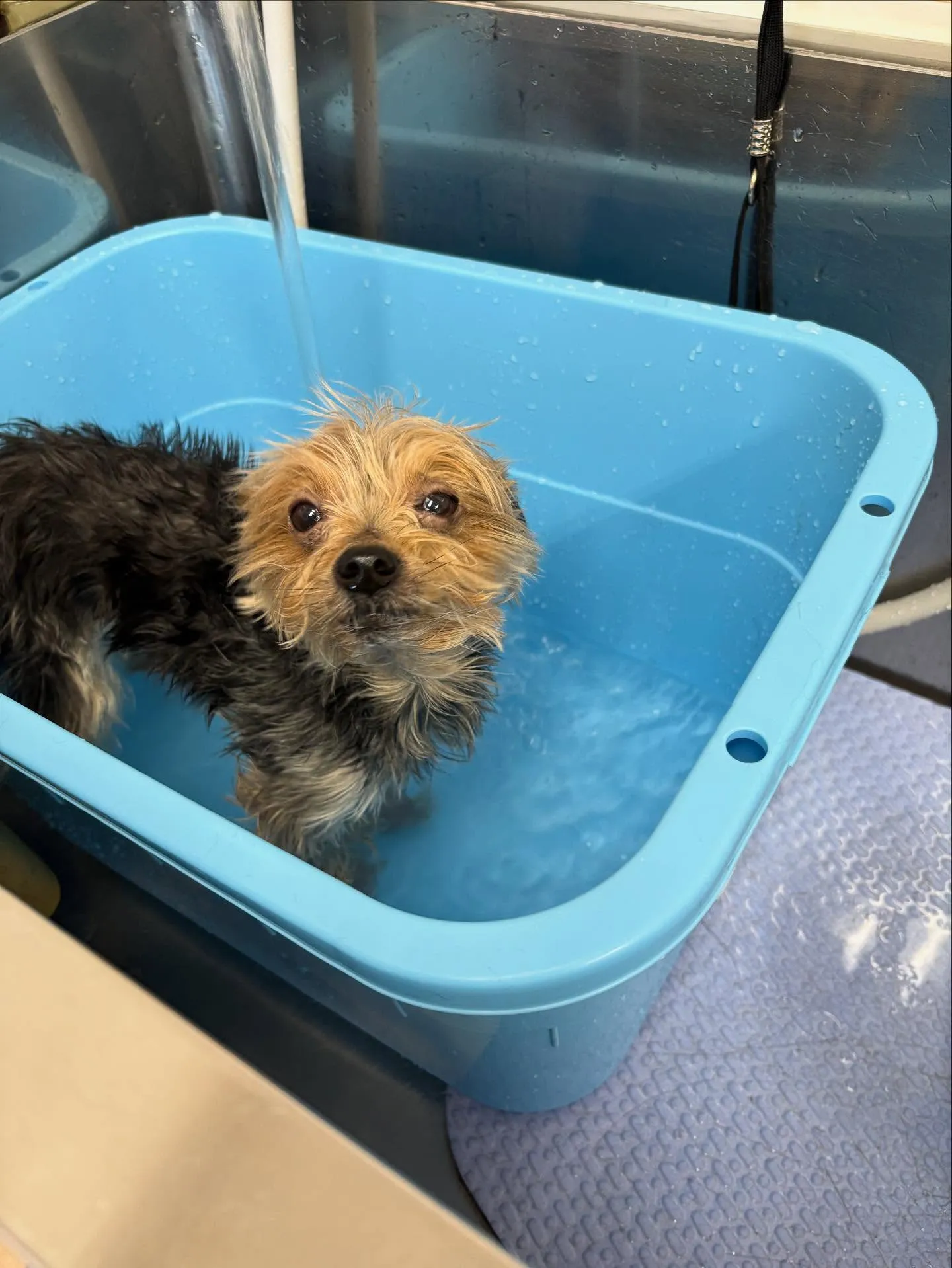 犬のトリミング✂️