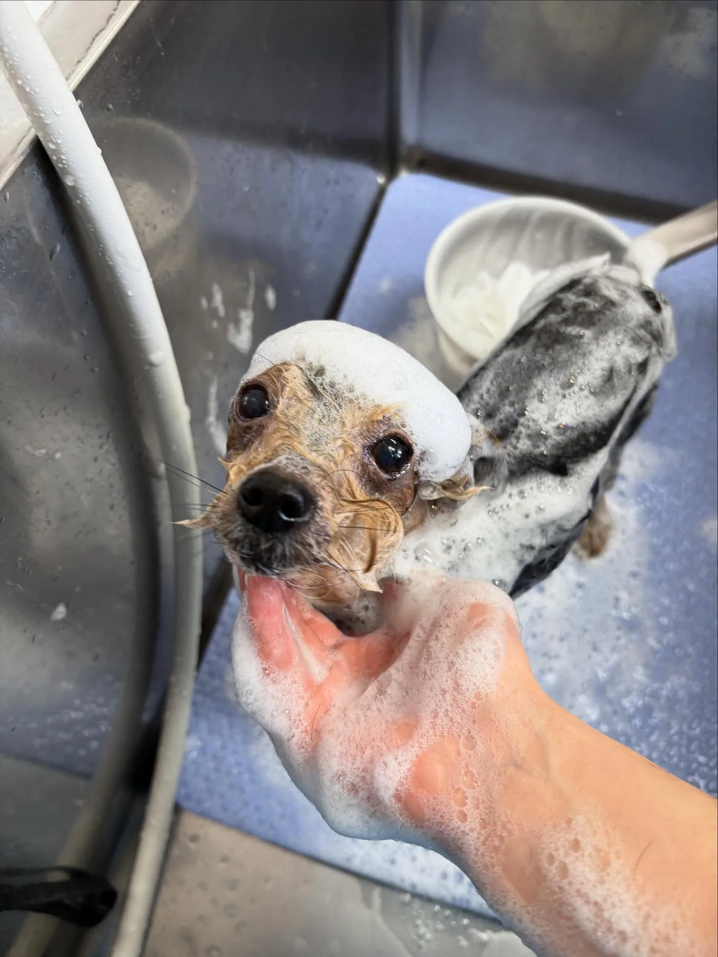 犬のトリミング✂️