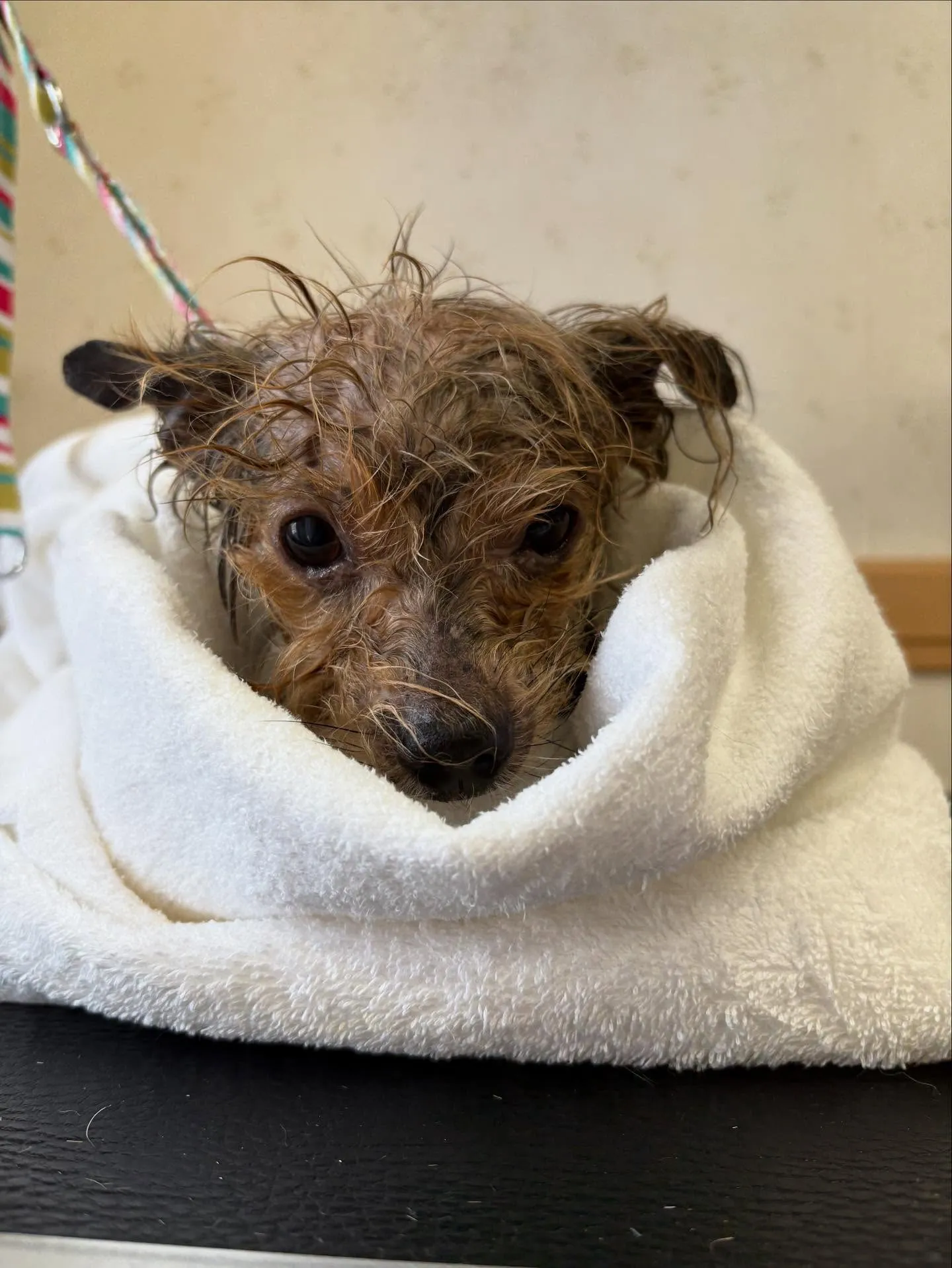 犬のトリミング✂️